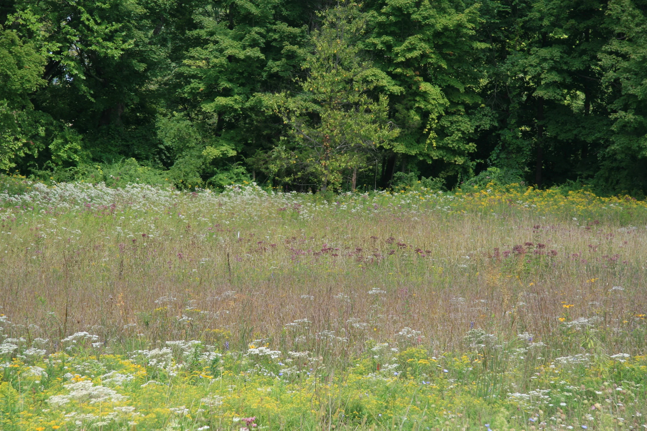 LWLA_Sharon CT 02.JPG