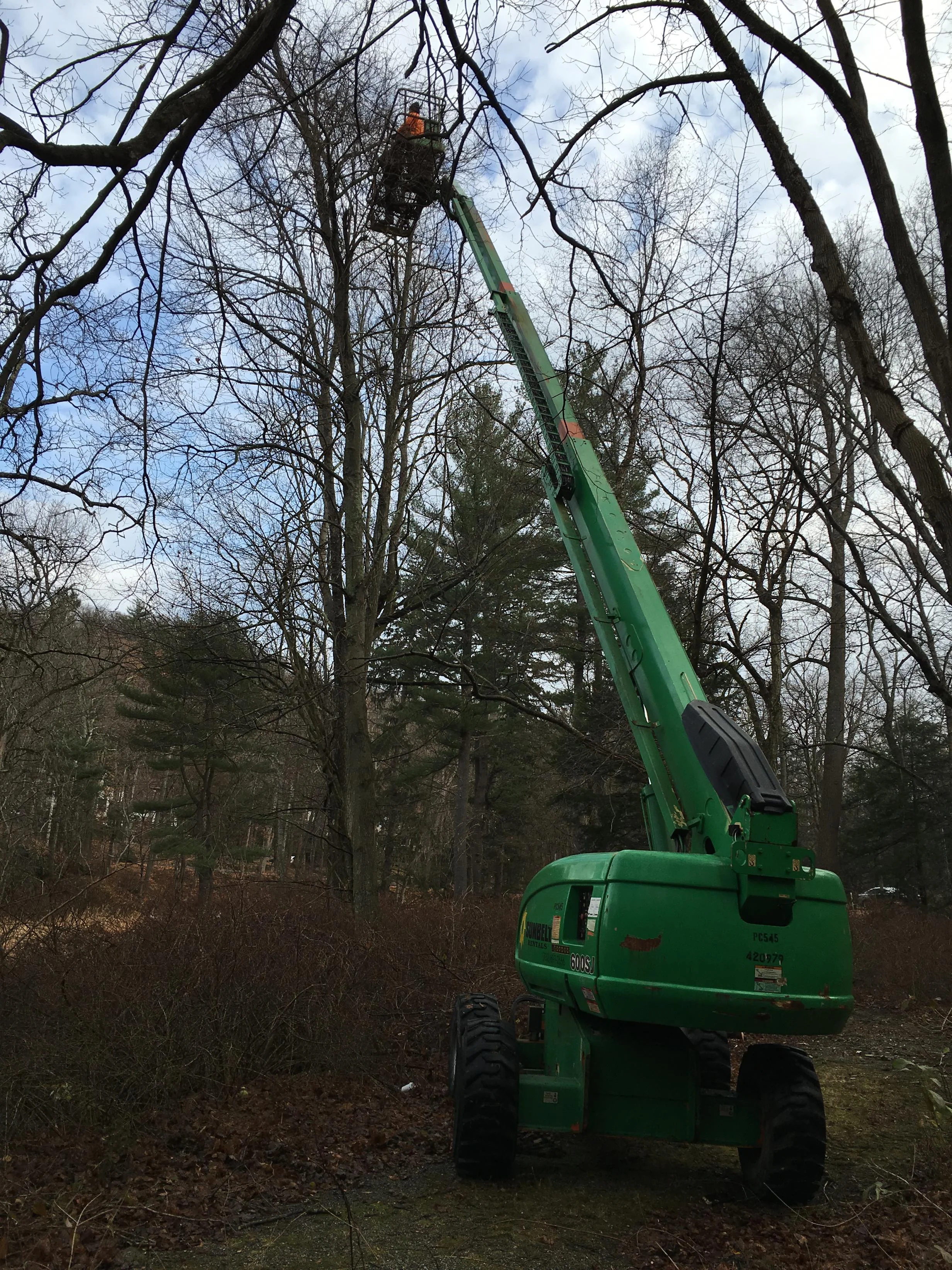 Removing strangling vines at the top of a 20-ft tree.