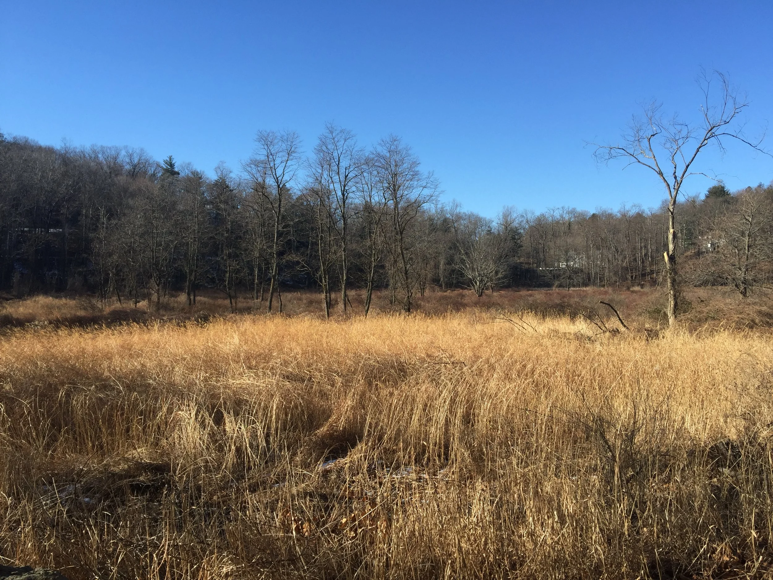 Race Track Preserve — Tuxedo Park Tree Advisory Board