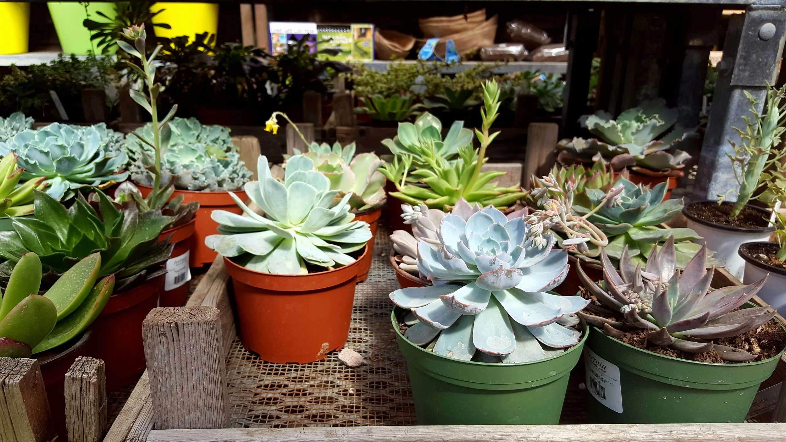 Charlene loves the old-world feeling of succulents and that they don't require a lot of maintenance. She loves the texture of the leaves, and the muted tones.