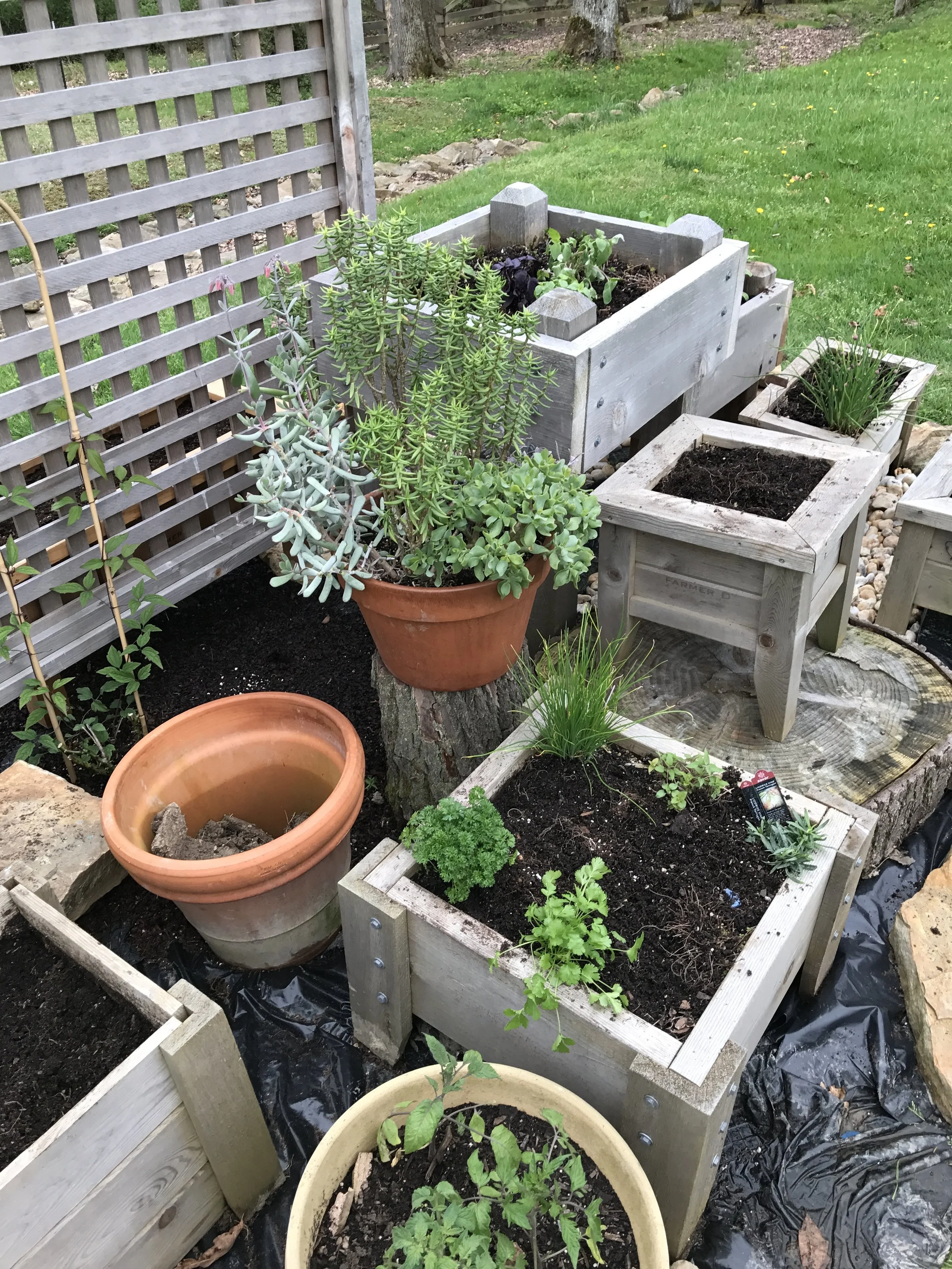 Lovely garden herbs!