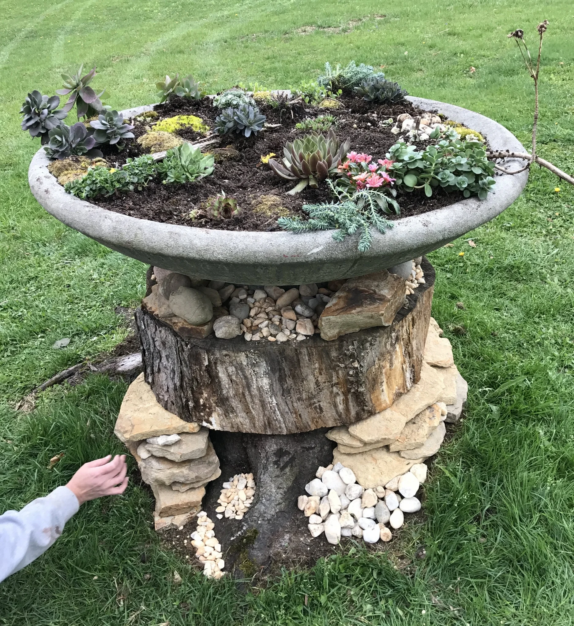 Planter full of succulents made out of a chopped down tree.