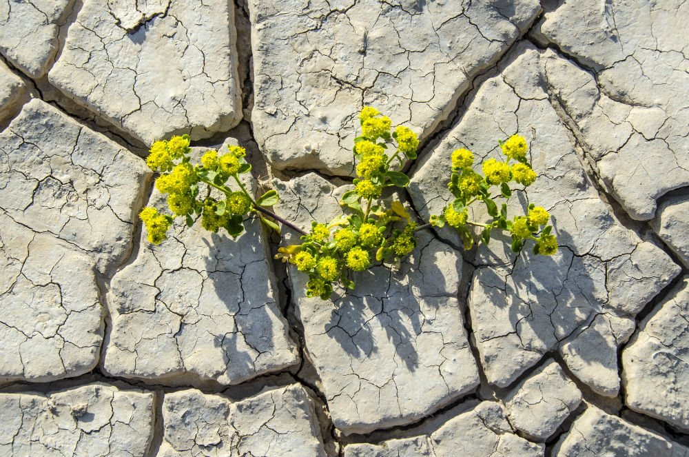 stock-photo-60147948-blooming-desert-floor.jpg