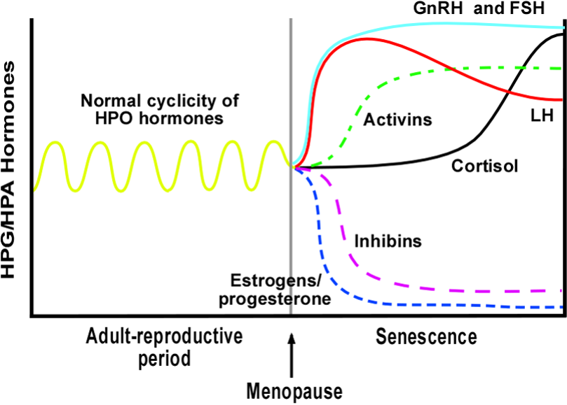 Schematic of Circulating Hormonal Changes that Occur With Menopause (from Atwood and Bowen, 2011; Experimental Gerontology)