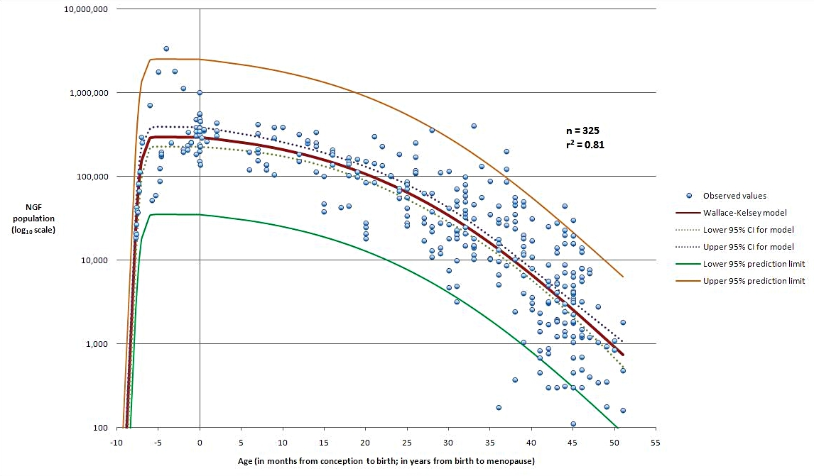 The model of establishment and decline of human primordial follicle population from conception to the menopause that has the best fit to data from 325 ovaries of varying ages. Age-related Decline in Ovarian Follicles in Women (adapted from Wallace and Kelsey, 2010; PlosOne ).