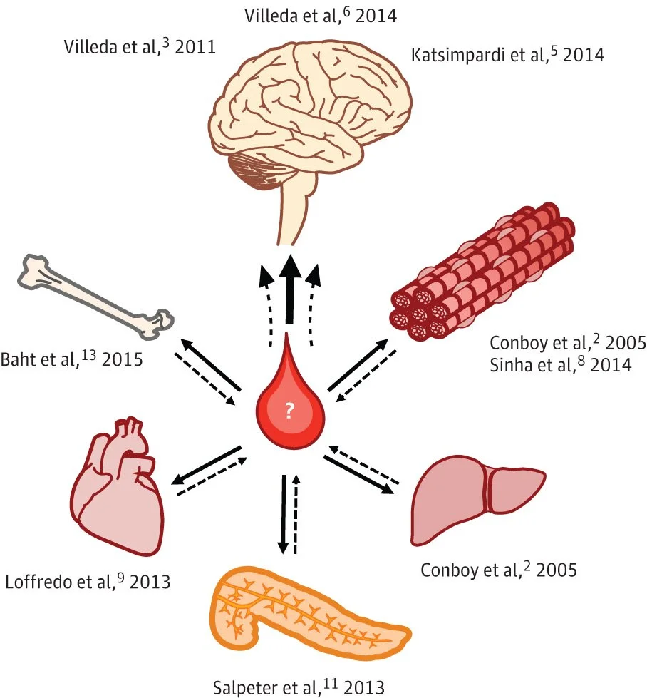 Young blood rejuvenates organs of broad diversity (from Castellano et al , 2015, JAMA Neurology ). Villeda et al, 2011 , Villeda et al 2014 , Katsimpardi et al 2014 ; Conboy et al, 2005 , Sinha et al, 2014 ; Conboy et al 2005 ; Salpeter et al 2013 ; Loffredo et al, 2013 ; Baht et al, 2015 .