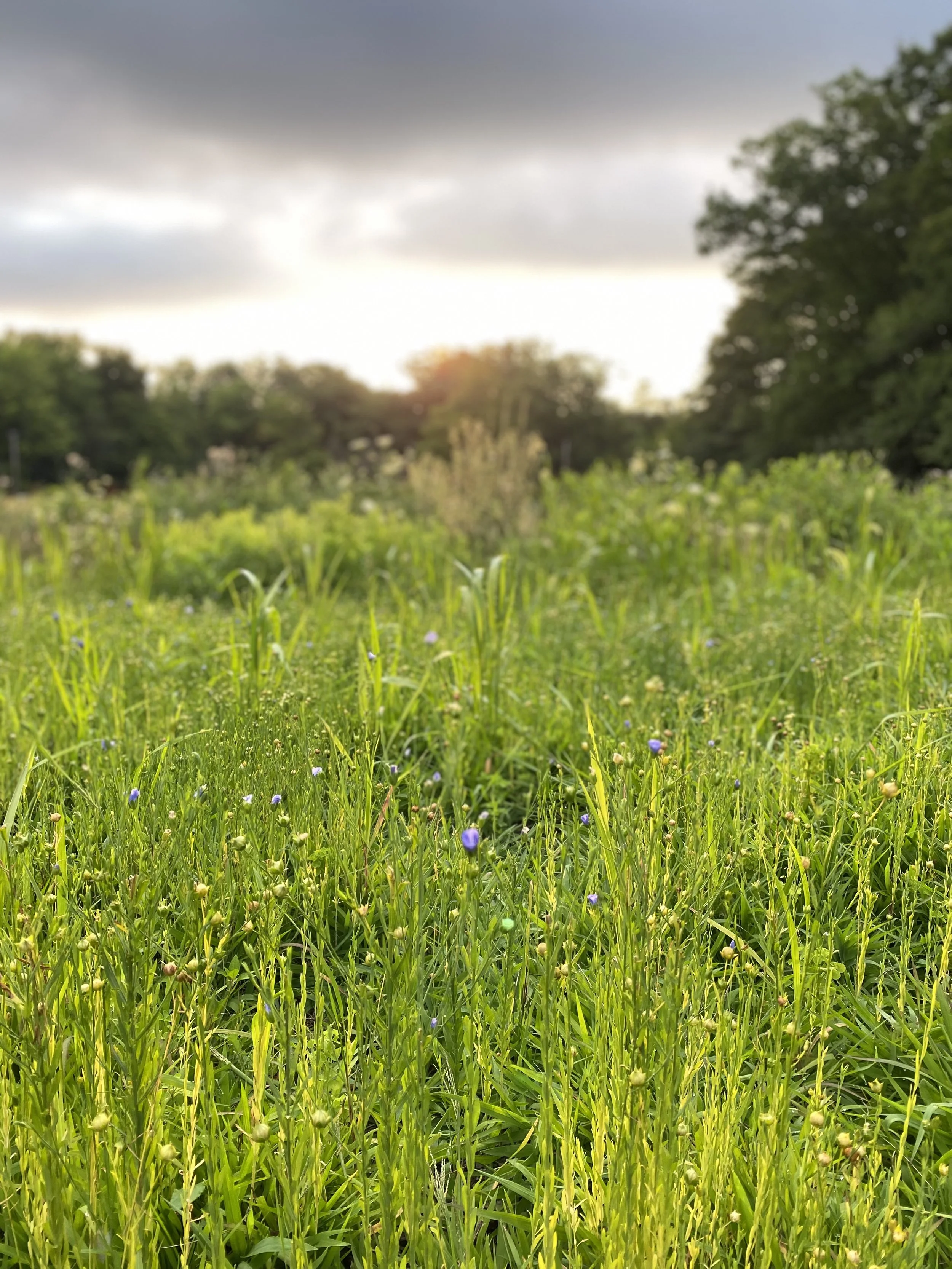 Copy of IMG_4881 (1).jpeg