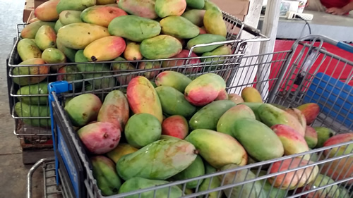 store bought mango.jpg