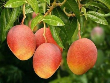 mango tree 2.jpg
