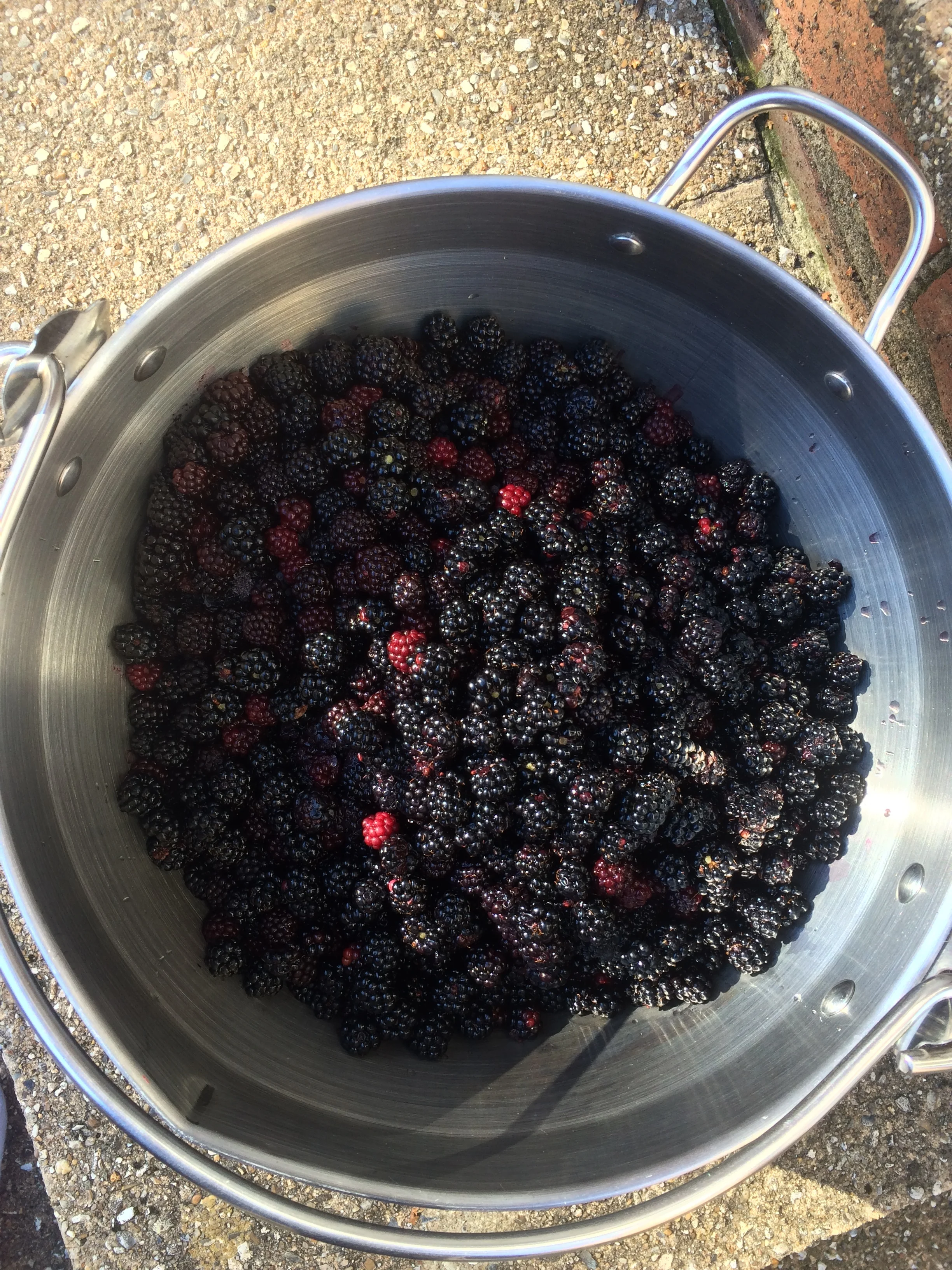 Hedgerow treasures