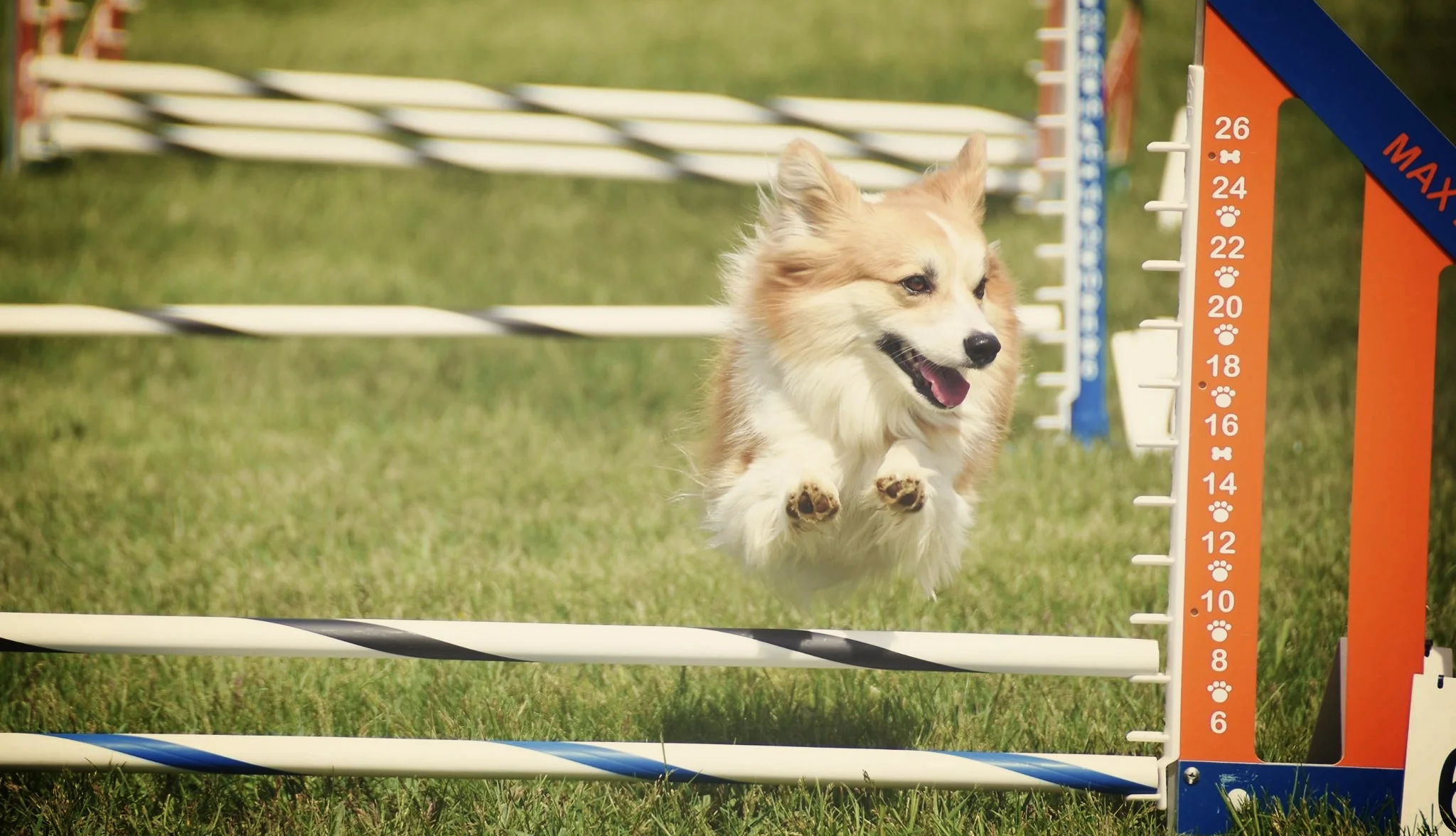 dog on it agility