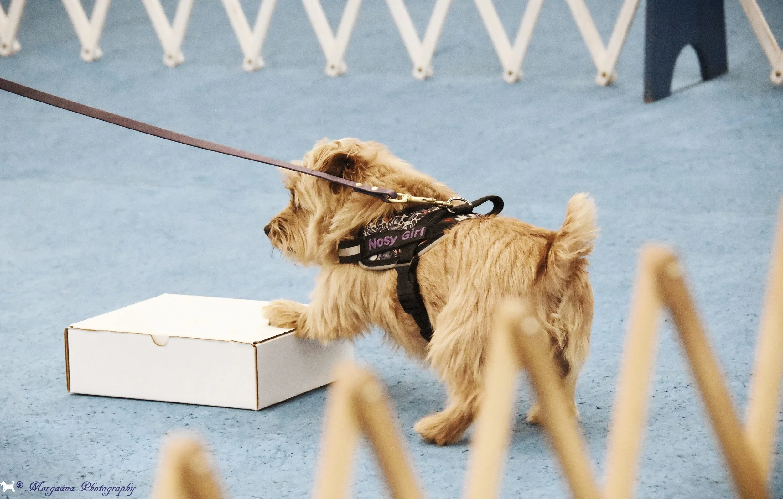 baby reptiles for sale