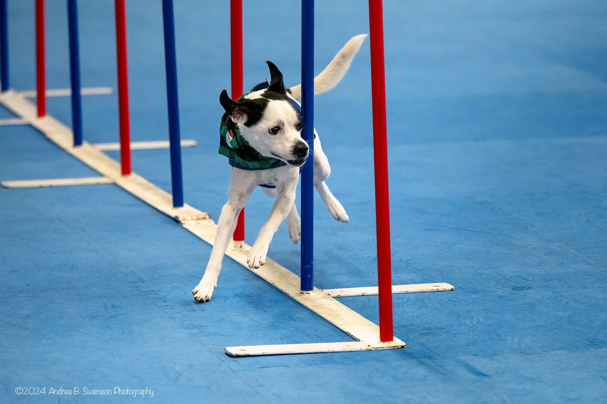 AKC AGILITY TRIAL