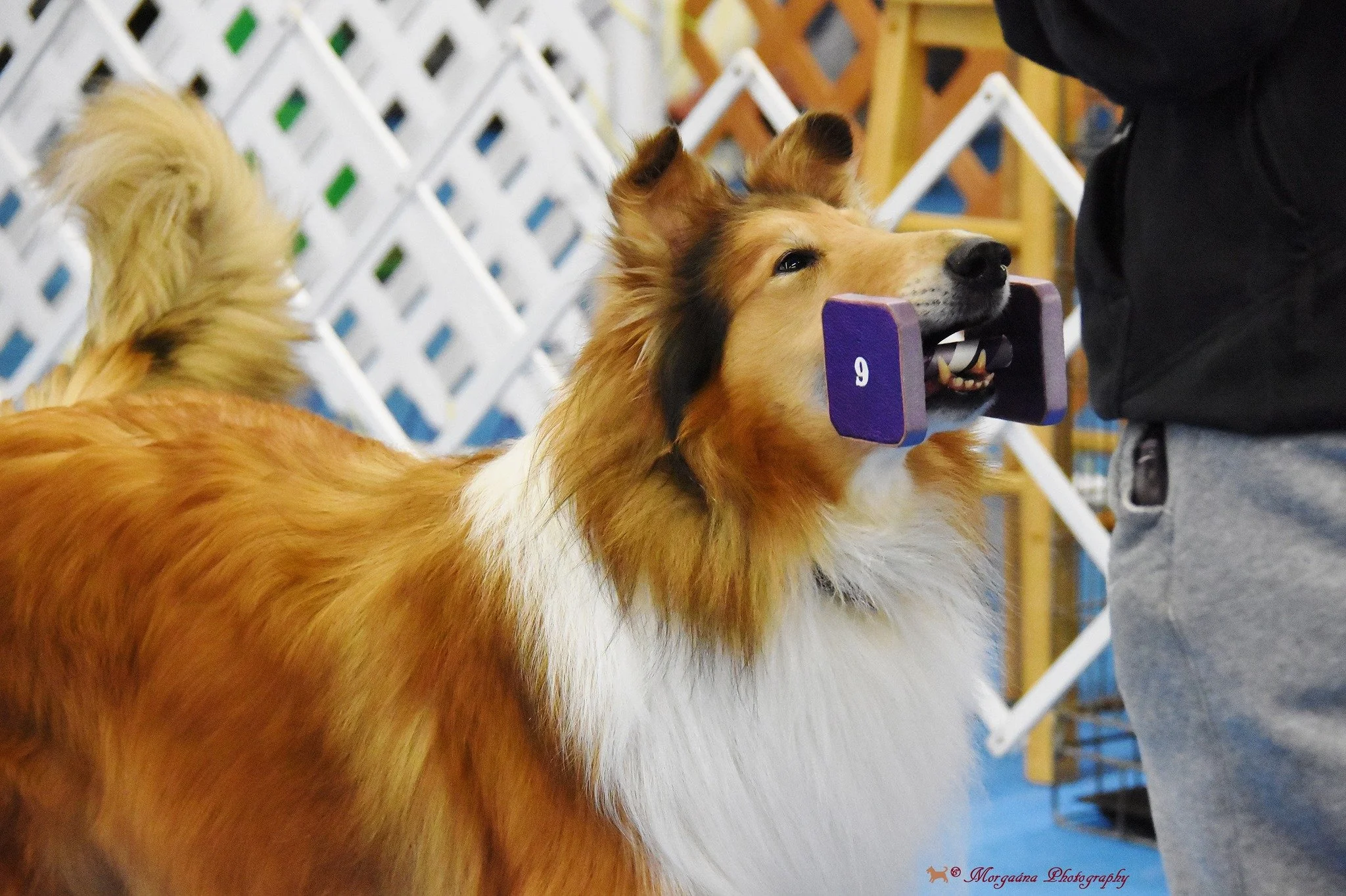 AKC Rally & Obedience Trials