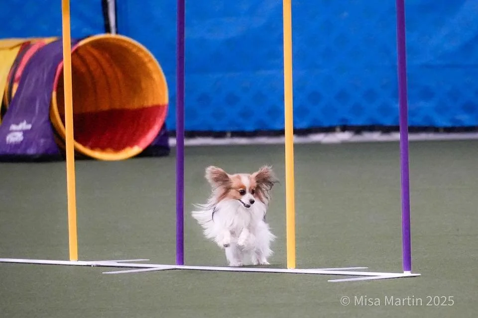 AKC AGILITY TRIAL
