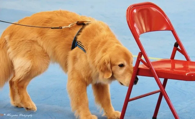 AKC SCENT WORK TRIAL