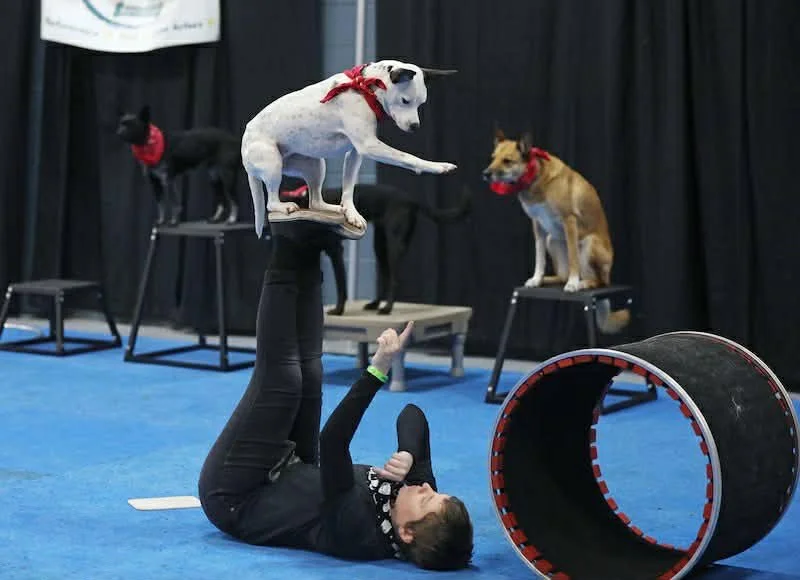 Canine Circus! Tricks to Show Off Workshop with Bonnie Scott