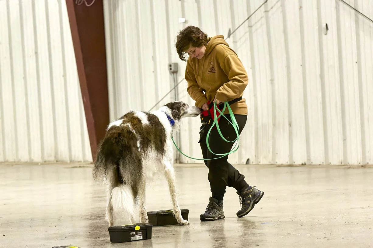 The Buried Hide Experience – A Scent Work Practicum with Jessica Dinowitz