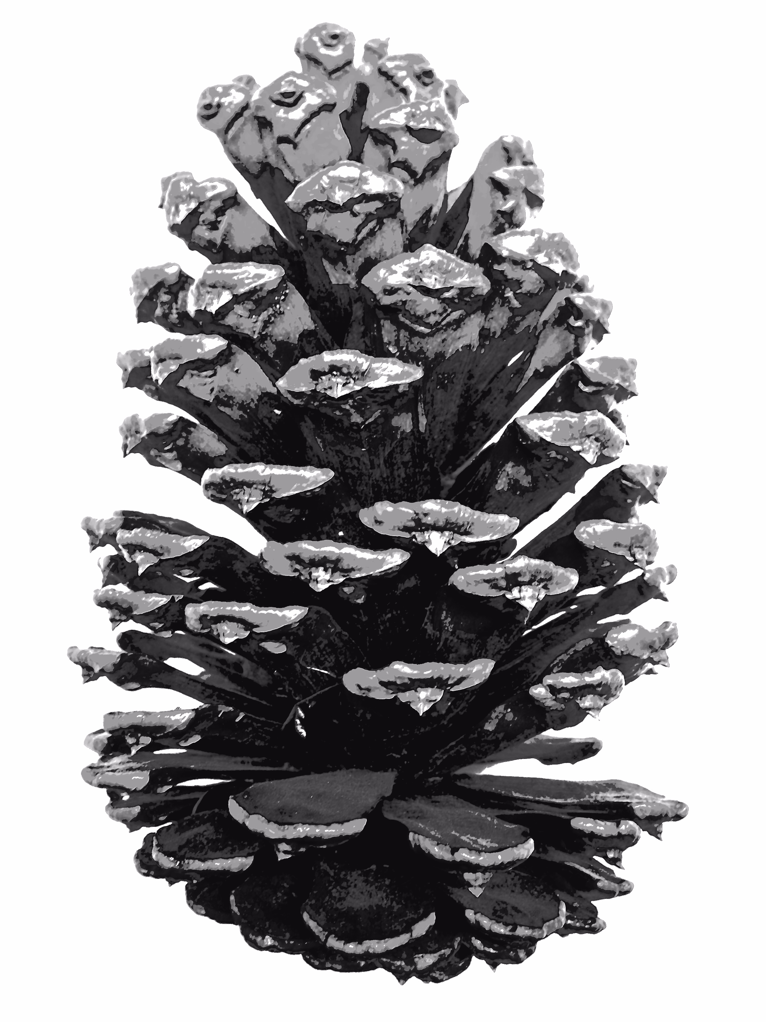 perfect pinecone, 2015, dawn ayer