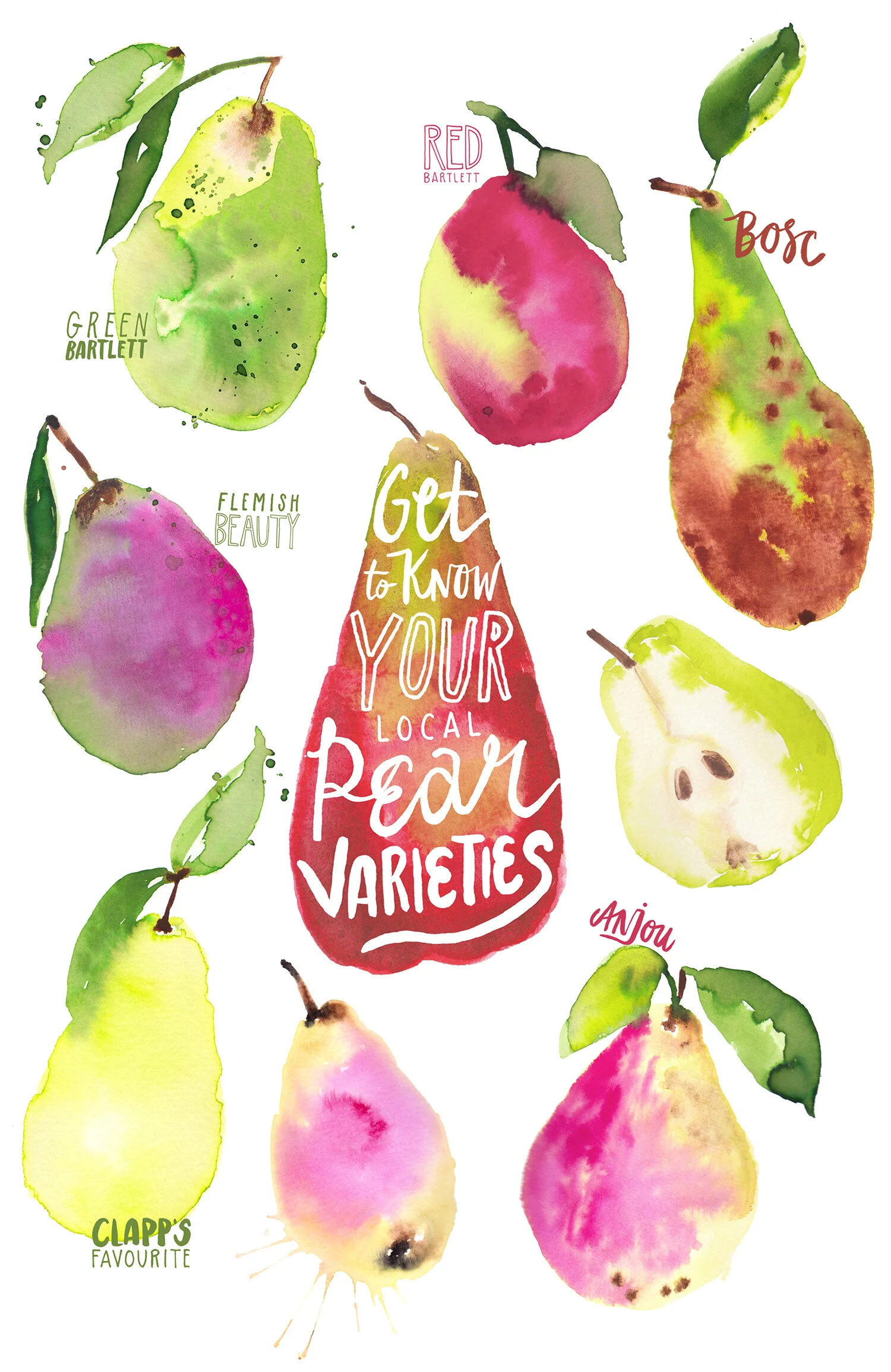 PEARS_ILLUSTRATION_BRIGHT_LIMELIGHT.jpg