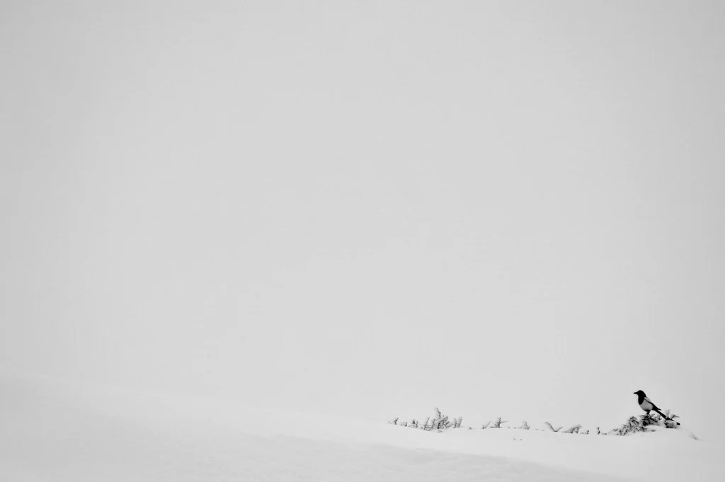 2007_Snow_ (7).jpg