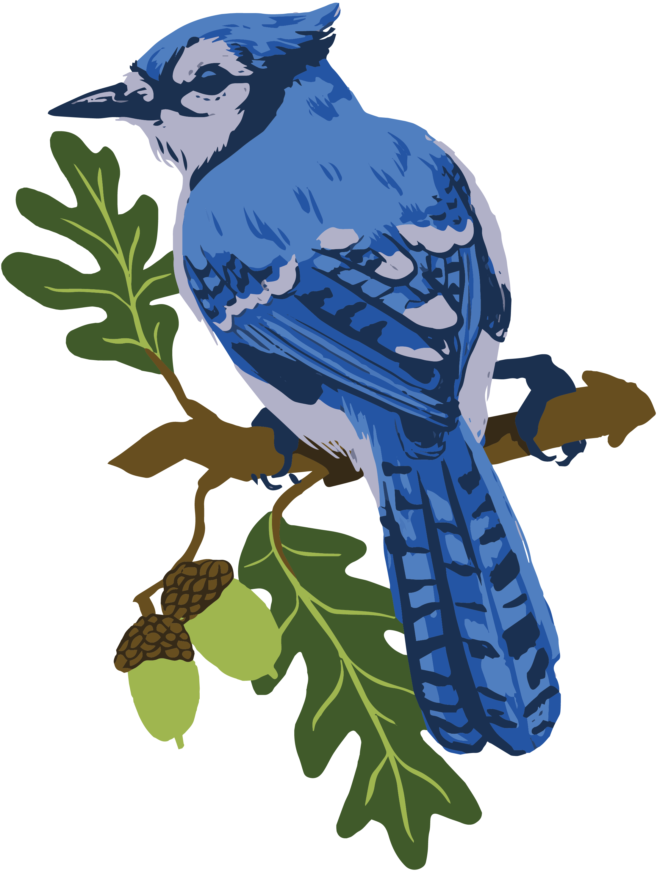 Bluejay-01.png
