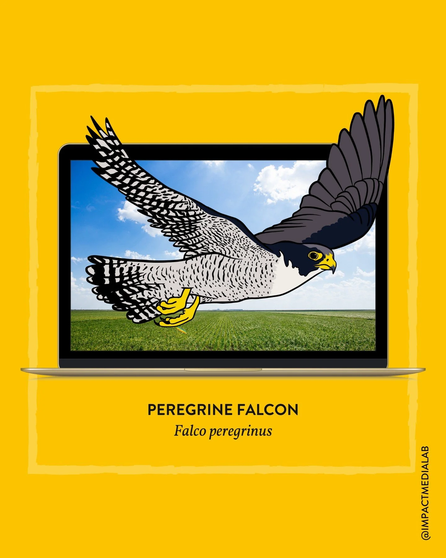 Peregrine Falcon ✨⁠
⁠
This little beauty is for a new project website, for a working group aligning growers and scientists around strategies for vole management in the Pacific northwest 🐭⁠
⁠
Voles display extreme boom-bust population cycles 💥 that 