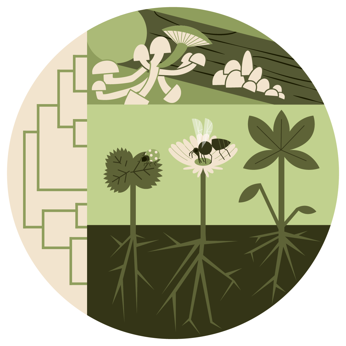 Botany