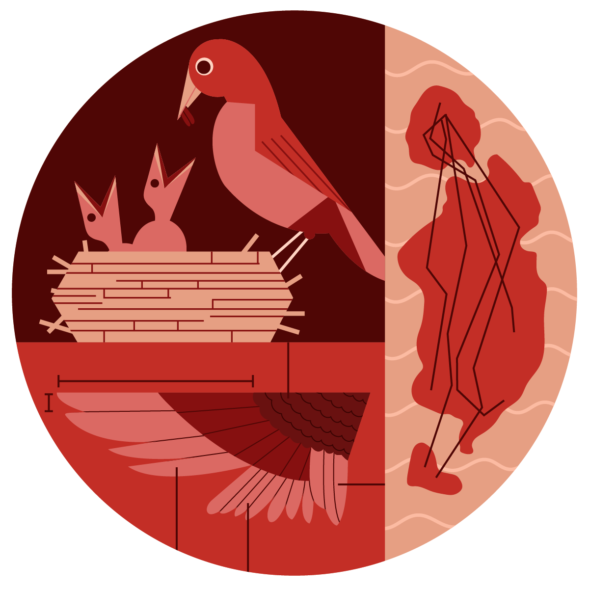 Avian Biology
