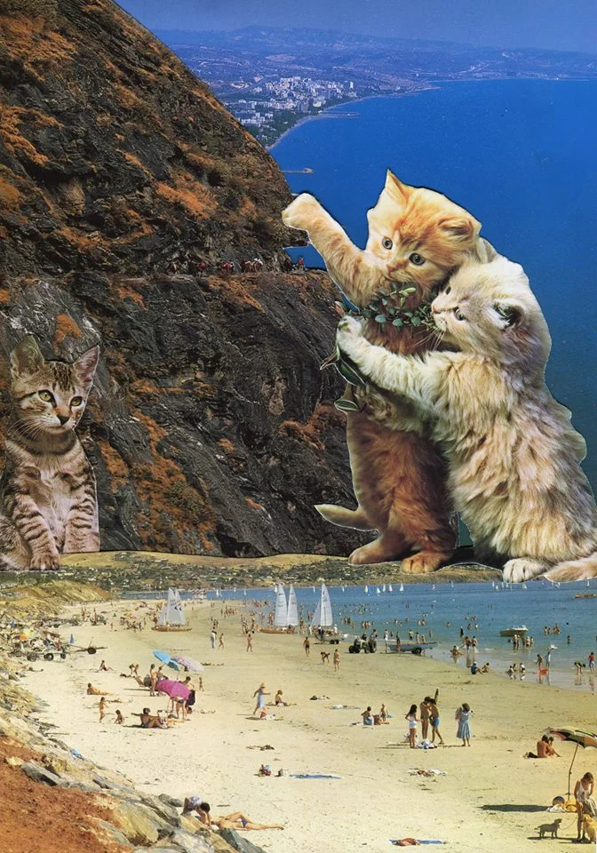 Cat Watch