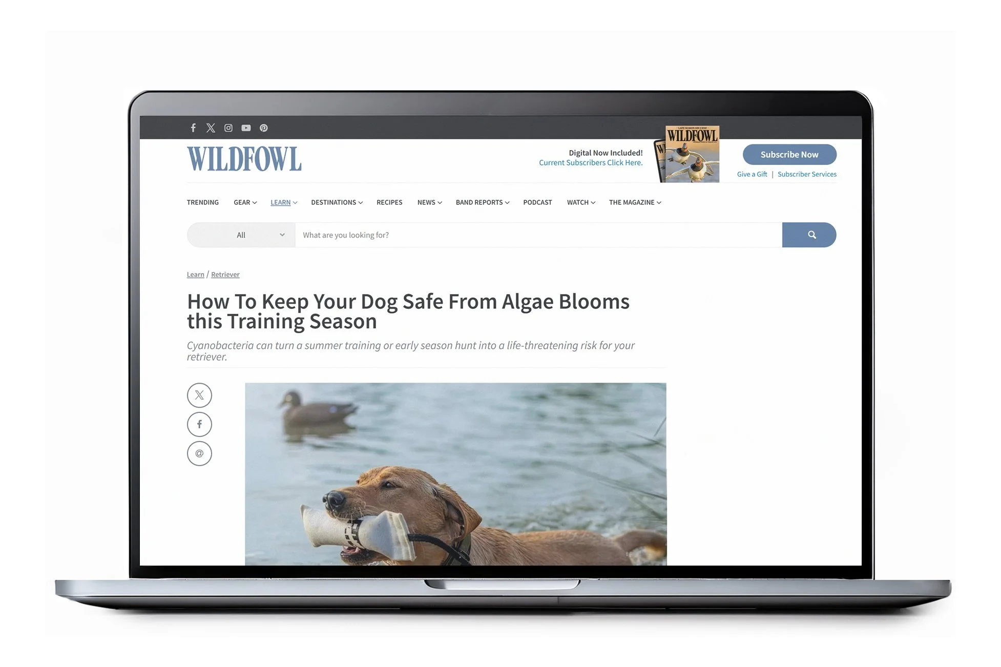 How To Keep Your Dog Safe From Algae Blooms this Training Season