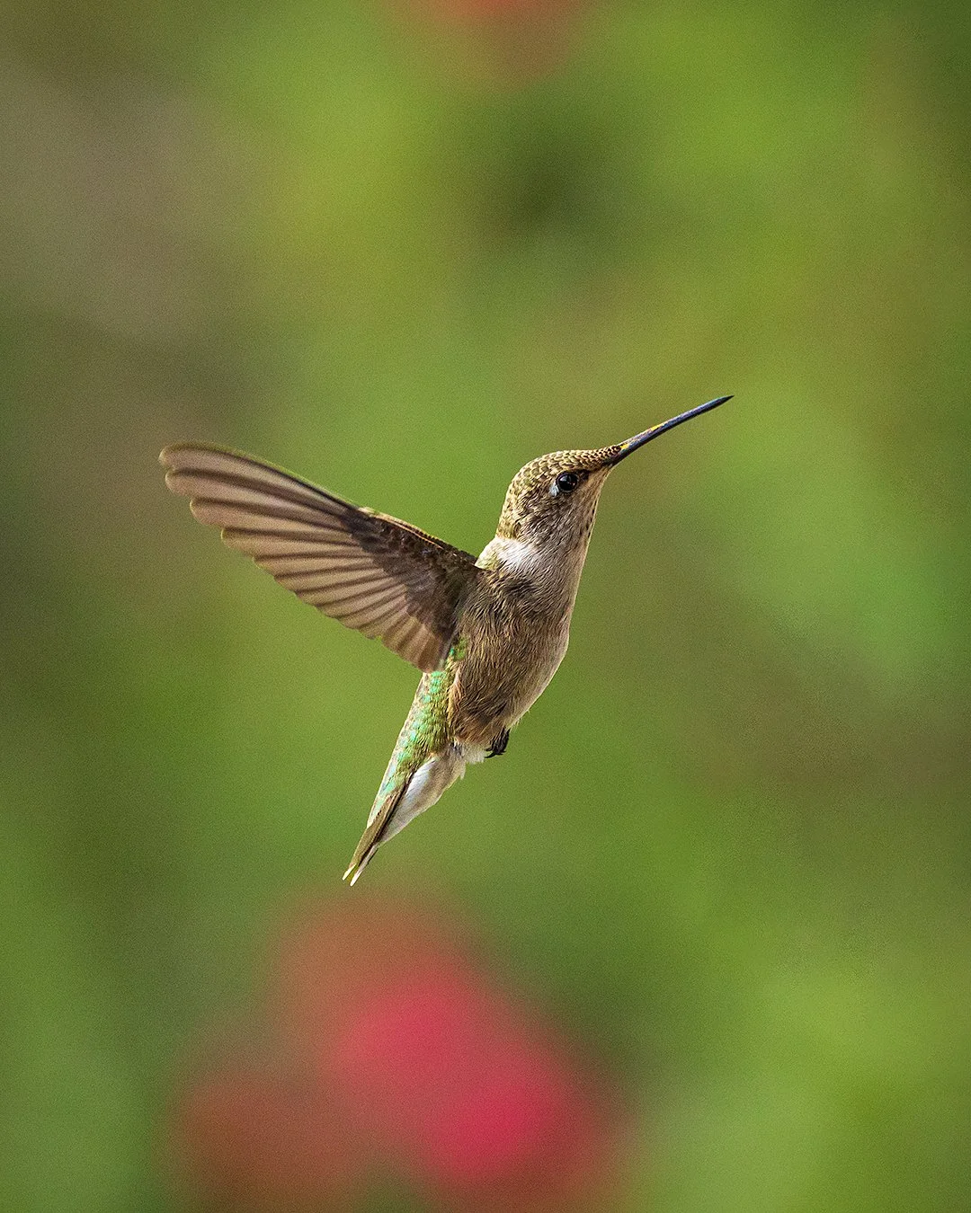 black-chinned-female-hummingbird.jpg