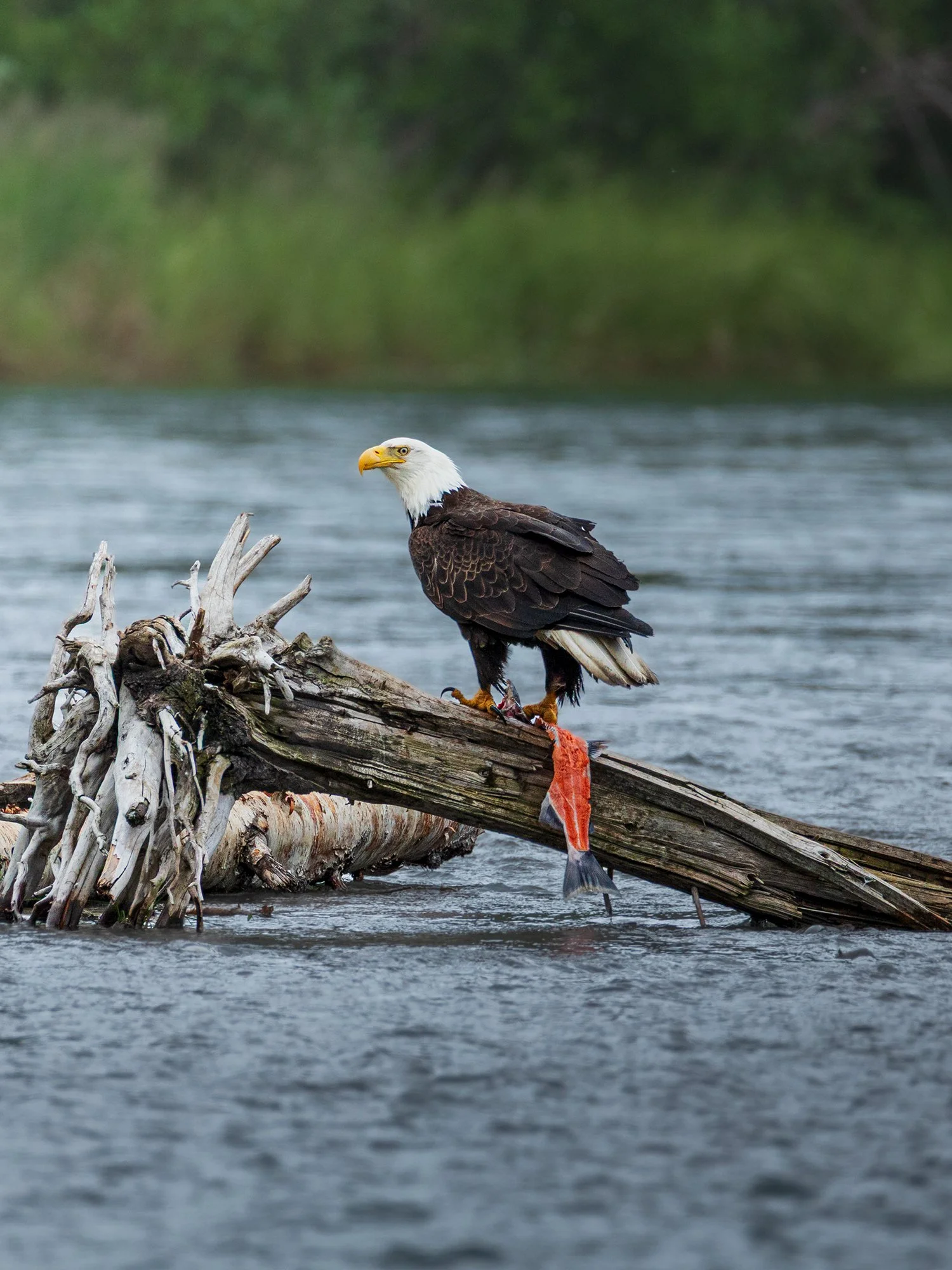 eagle-and-salmon.jpg
