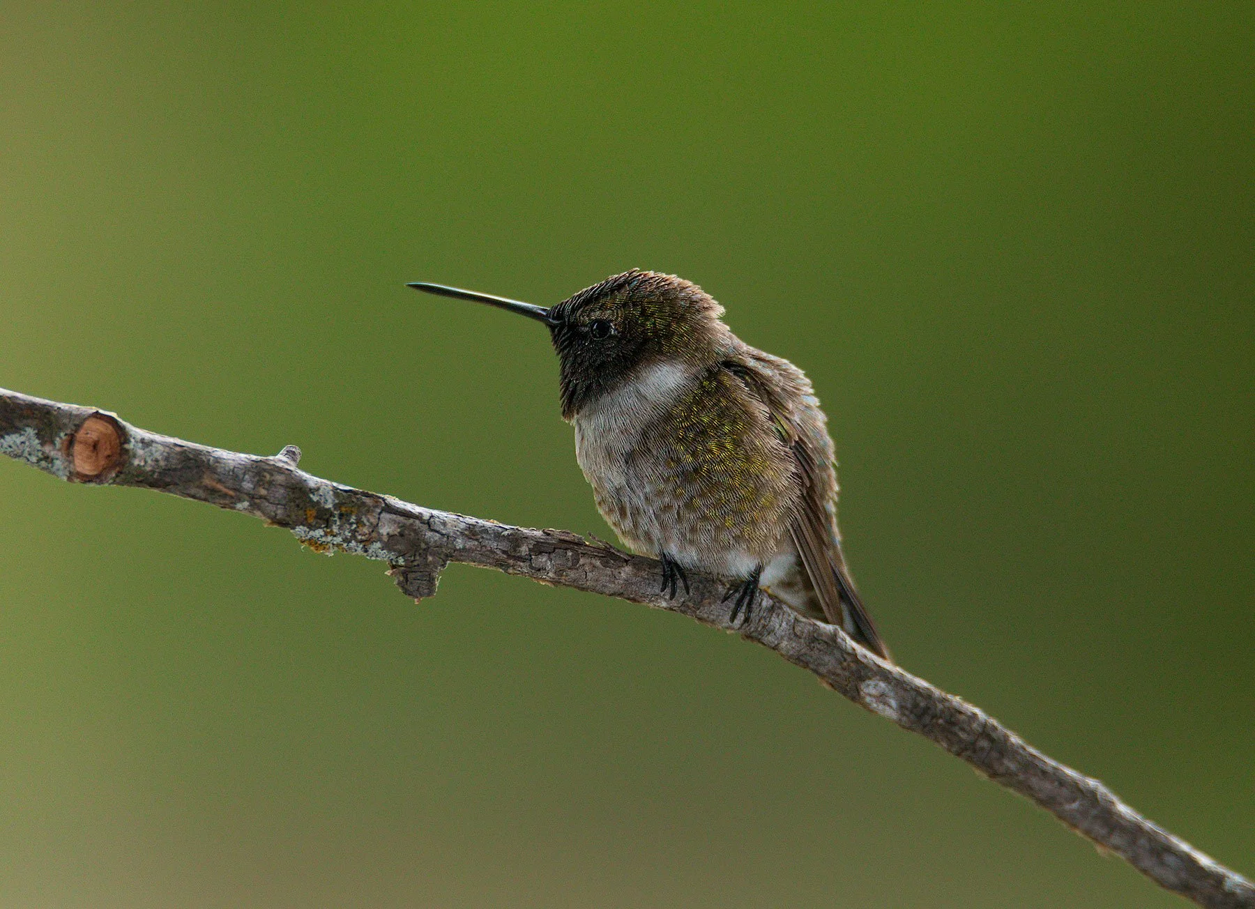 black-chinned-male-hummingbird.jpg