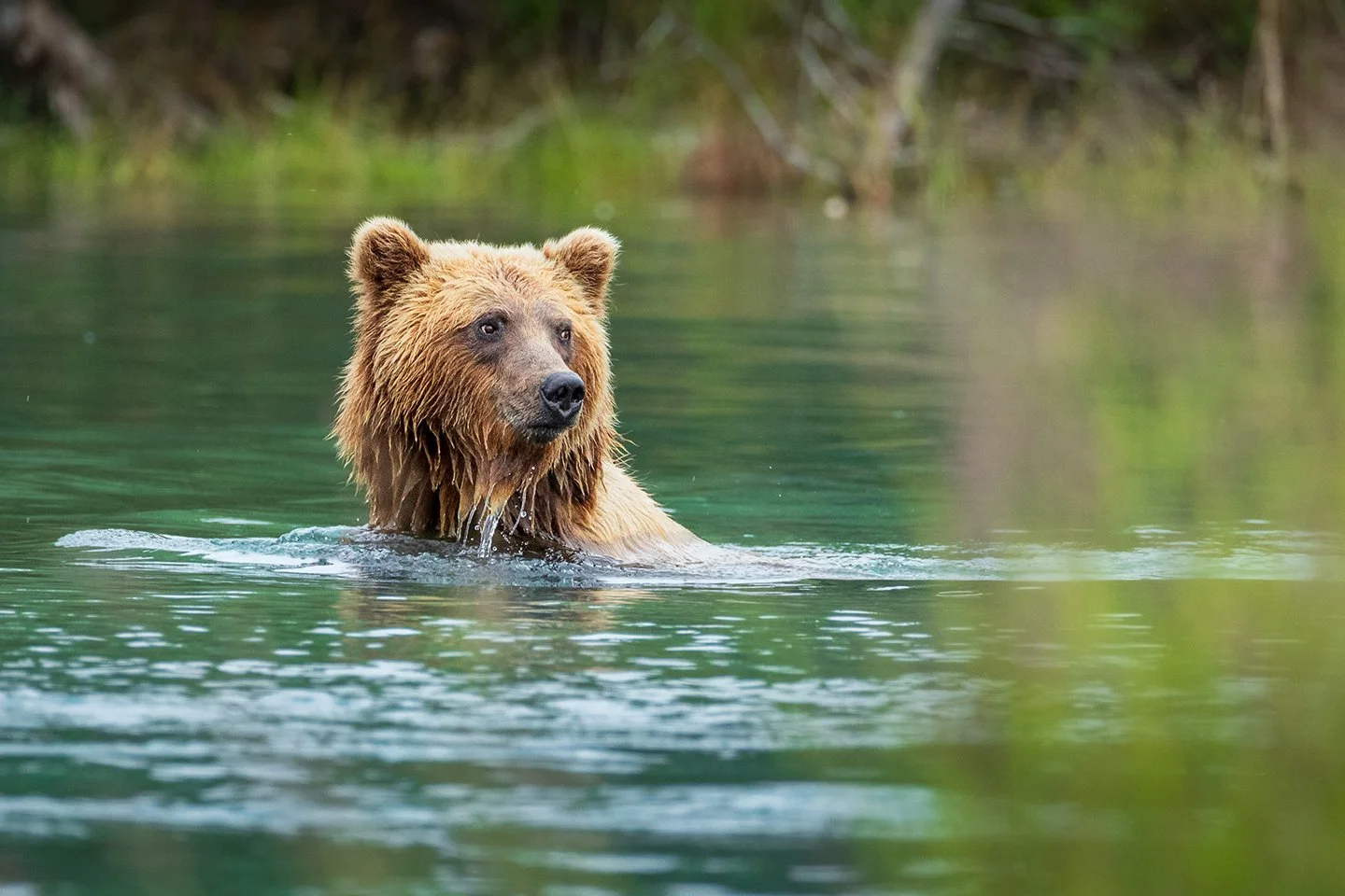 Alaskan-brown-bear.jpg