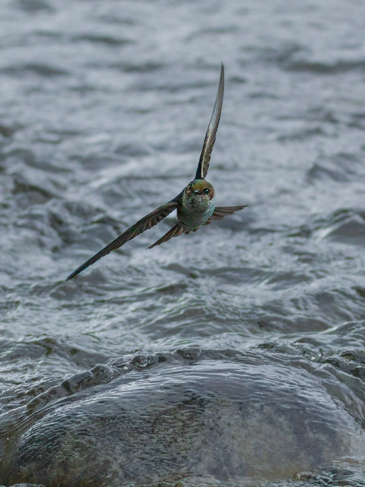 Alaskan-bank-swallow.jpg