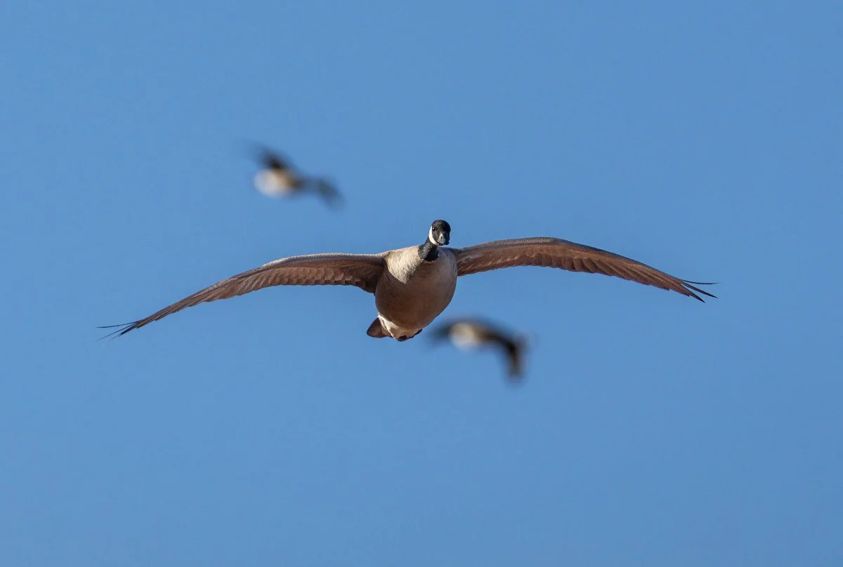 lesser-canada-goose-landing-john-gay.jpg