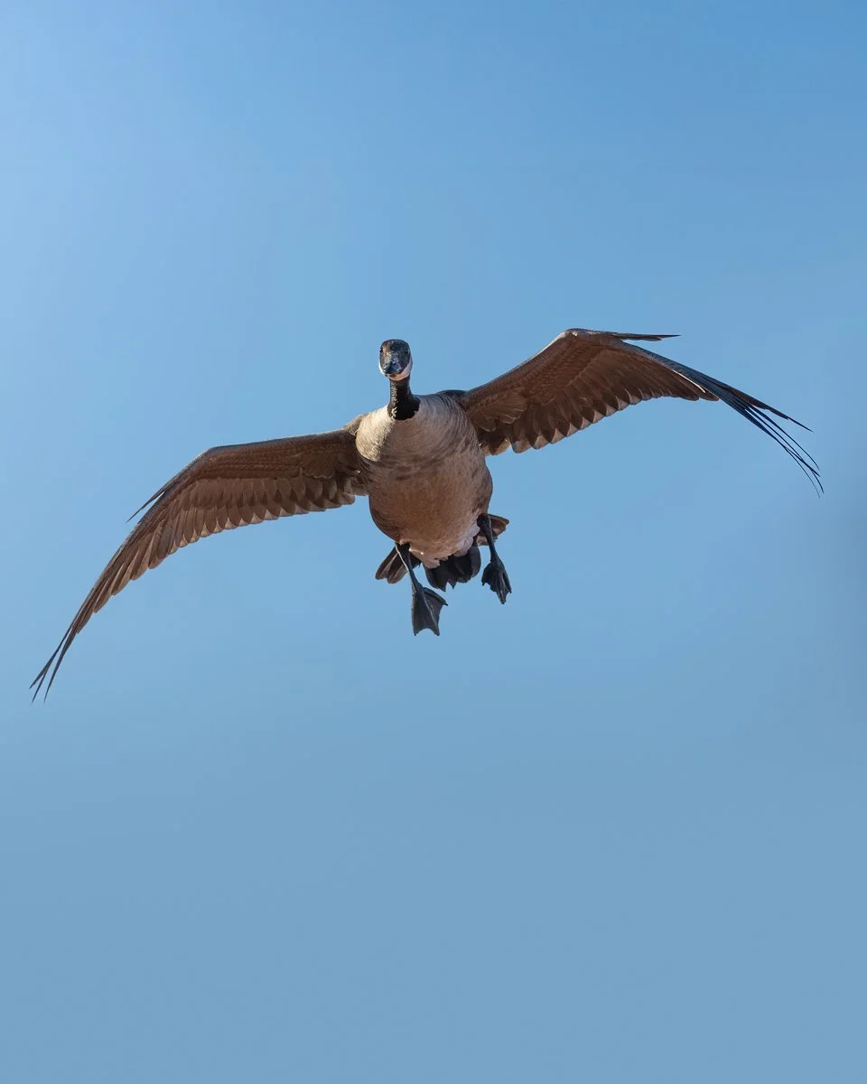 lesser-canada-goose-landing.jpg