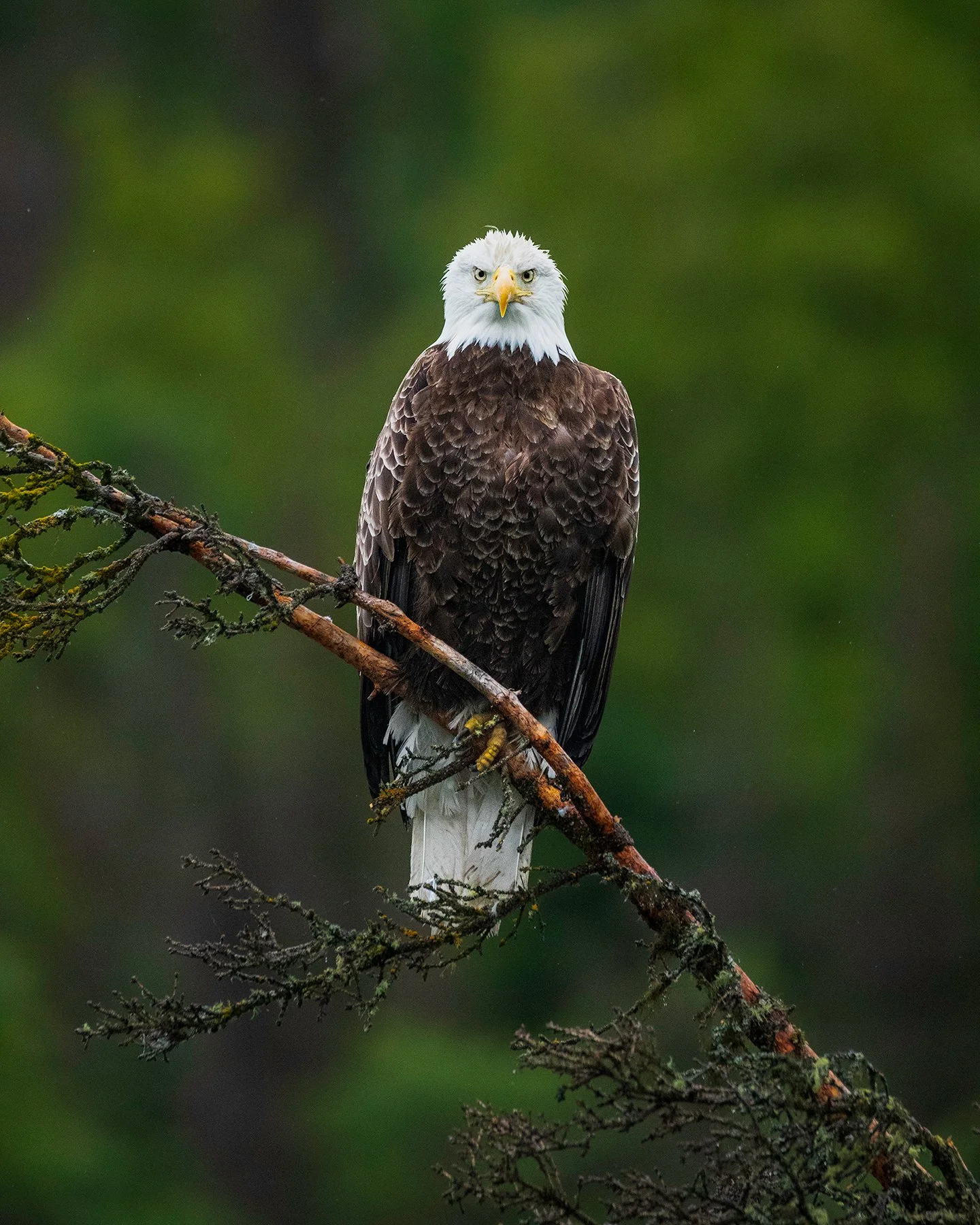 bald-eagle-kenai-alaska.jpg