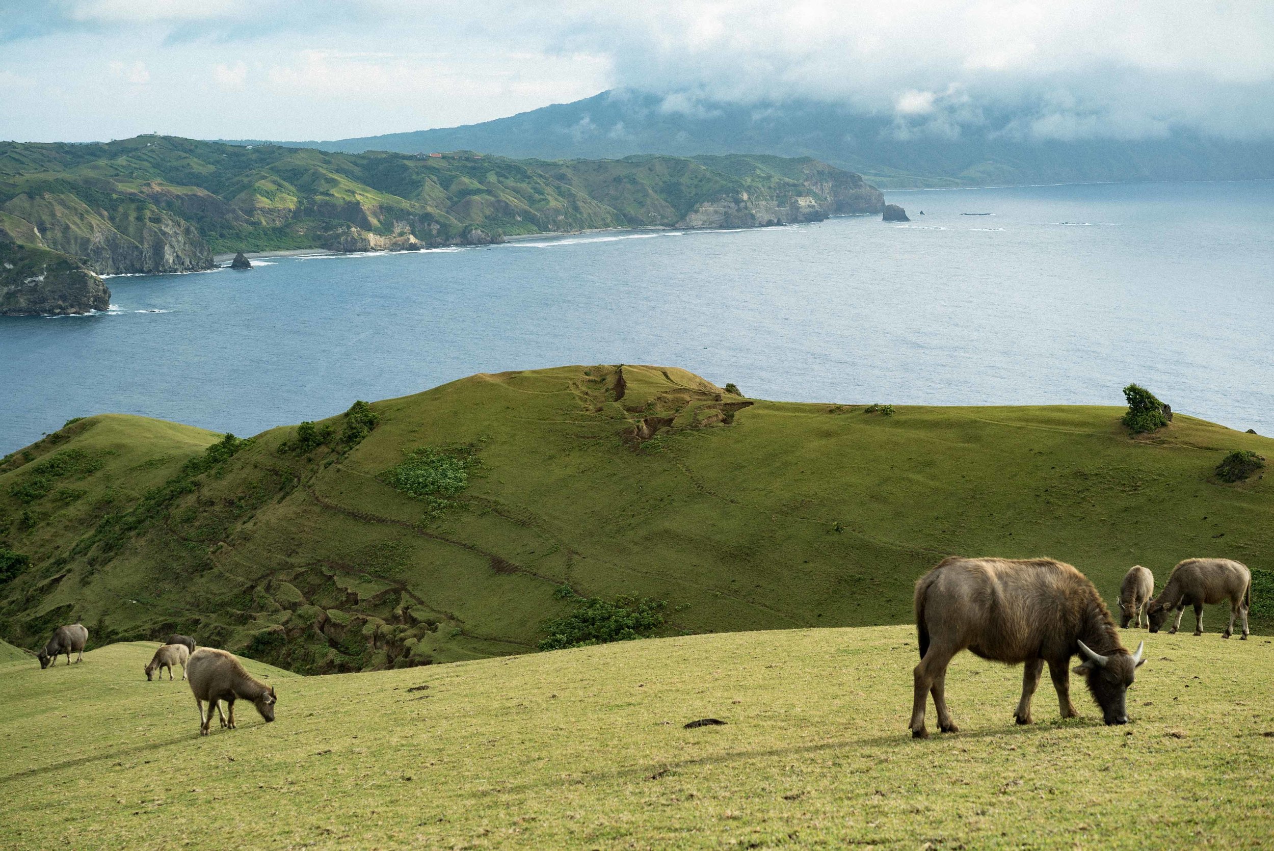  Water buffalos or  carabaos  graze freely on Marlboro Hills, Batanes. 