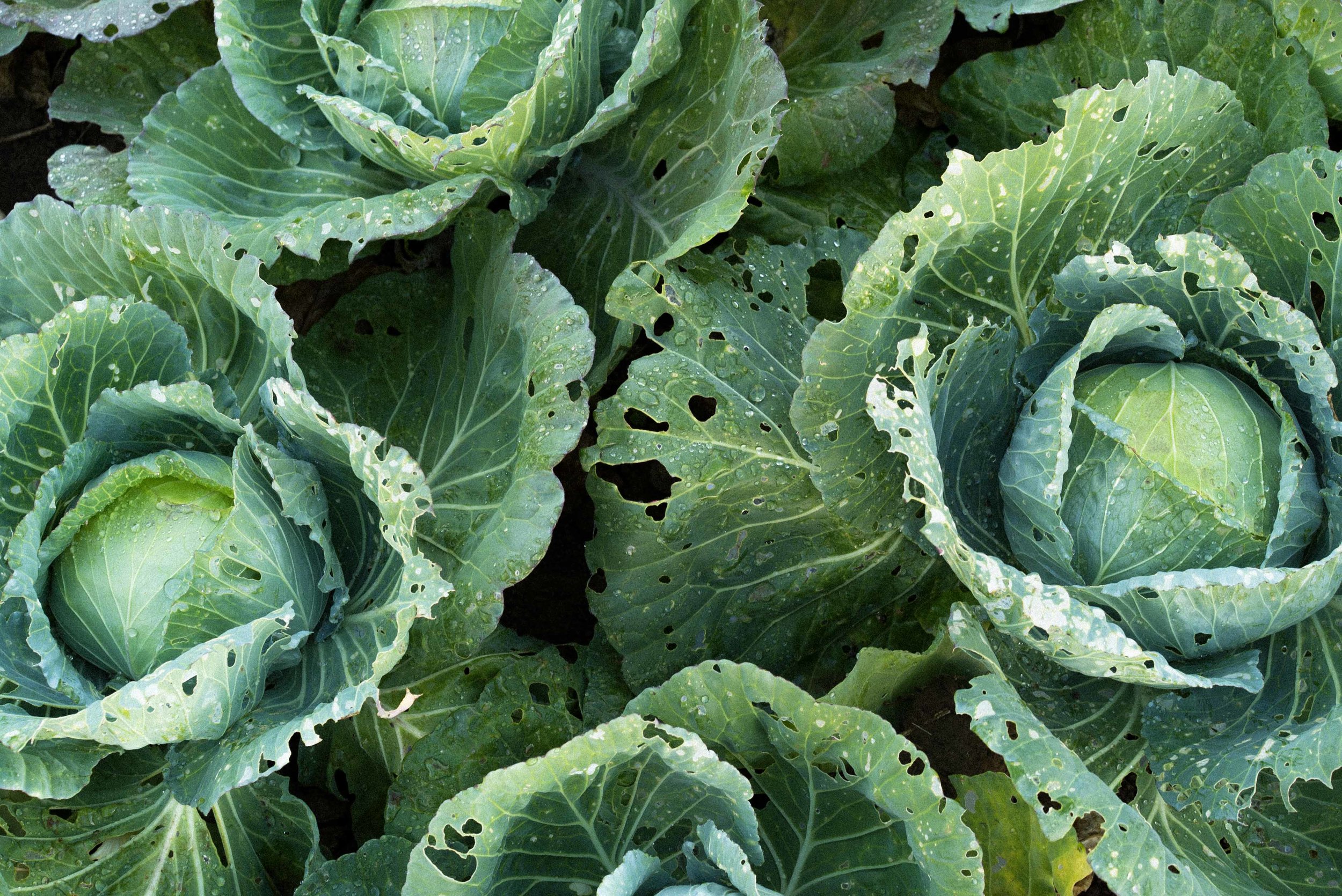  Large cabbages, among other vegetables, grow on fertile Batanes soil. 