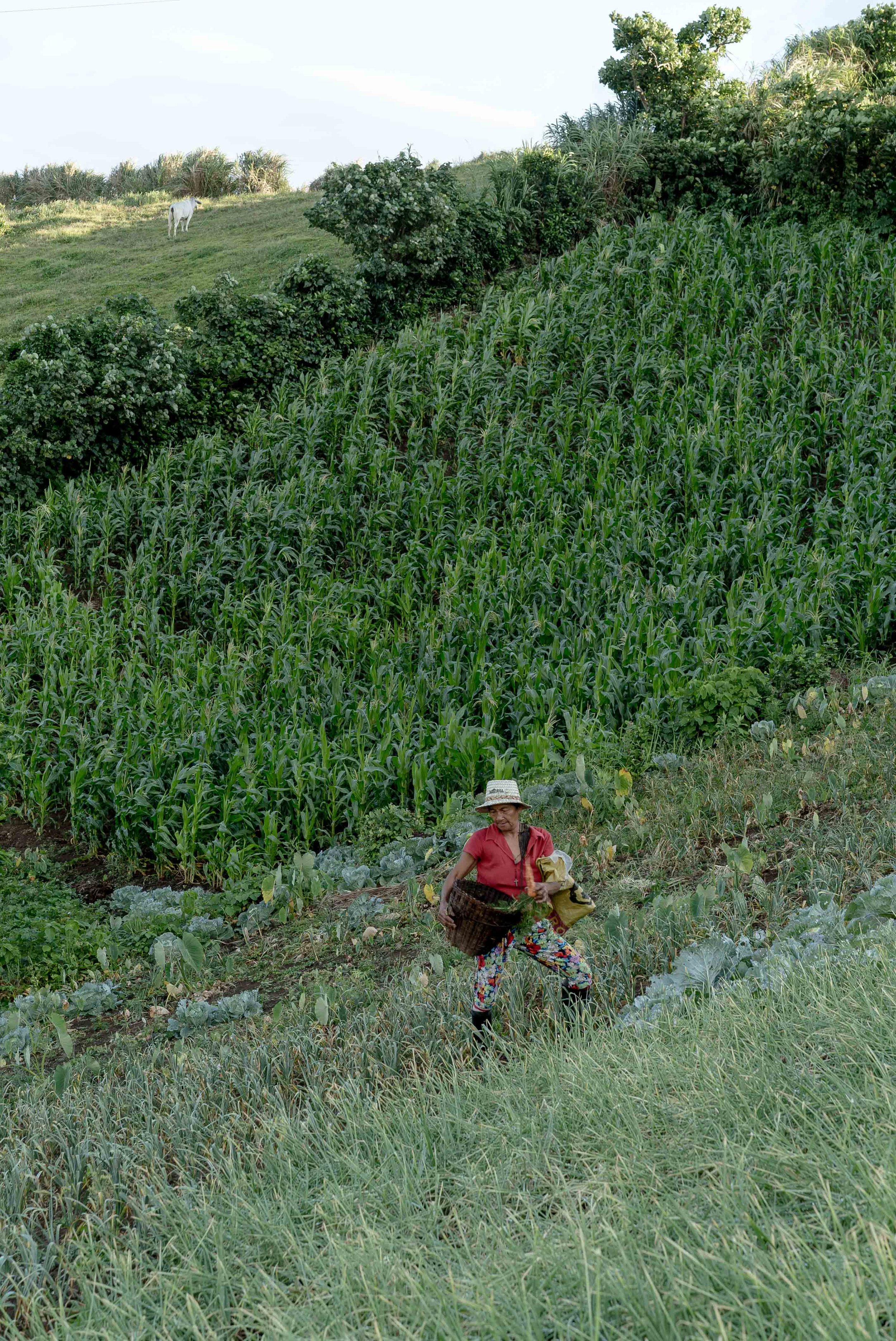  Delia harvests her vegetables while her son is out on the sea. 