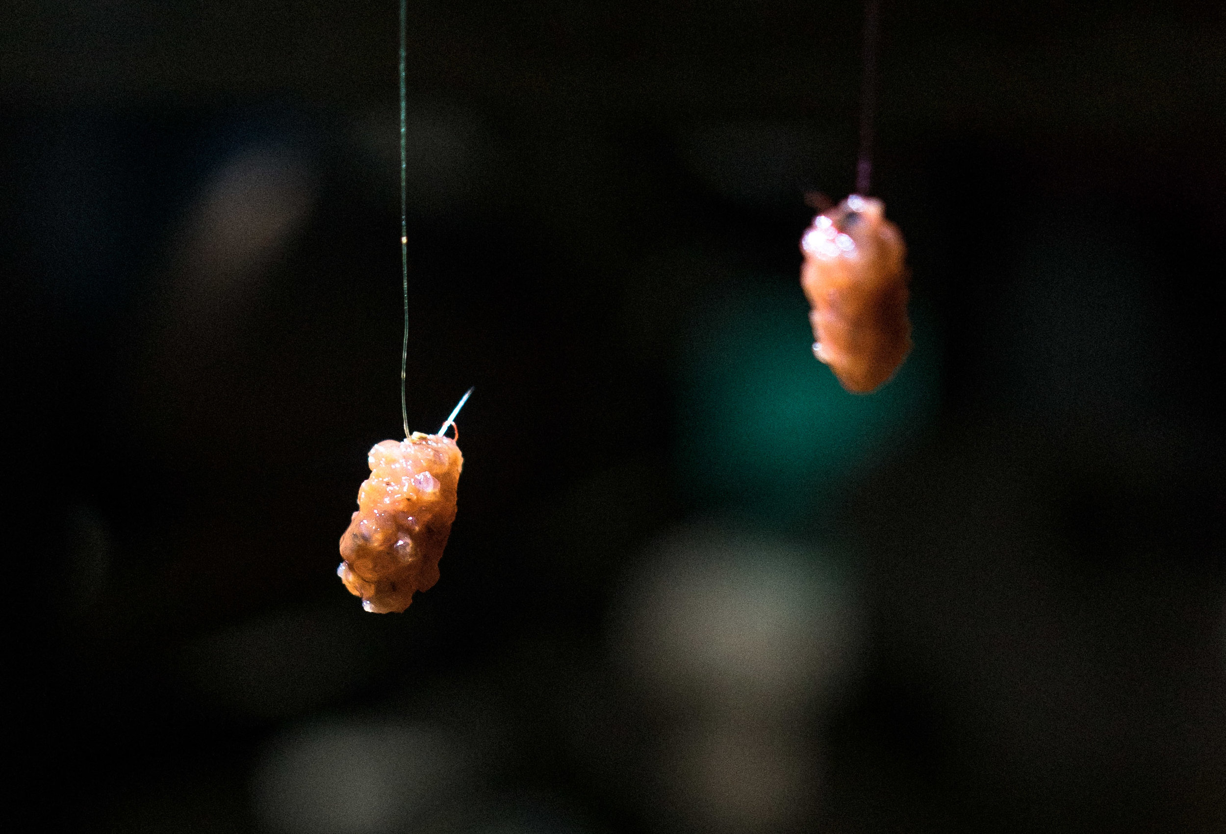 Wild shrimp is used as bait for small fish. The small fish then becomes the bait for large dorados.