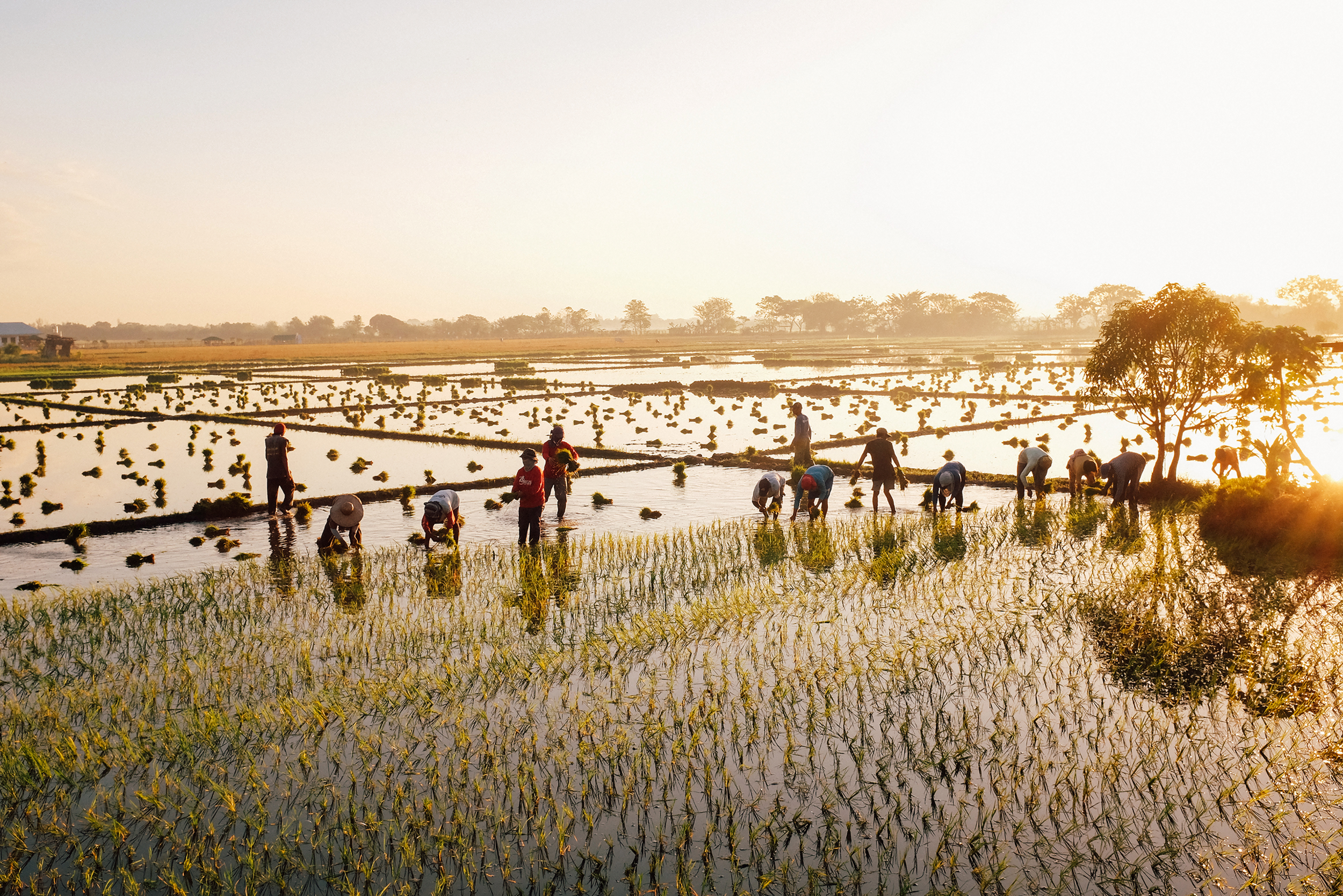 NUEVA ECIJA, PHILIPPINES — The beginning of the year marks the season for planting. Farmers plot the palay or unmilled rice against the rising sun.
