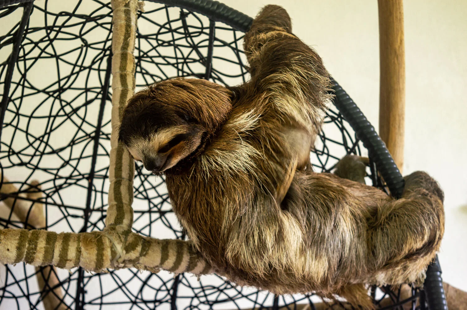 Buttercup at the Sloth Sanctuary