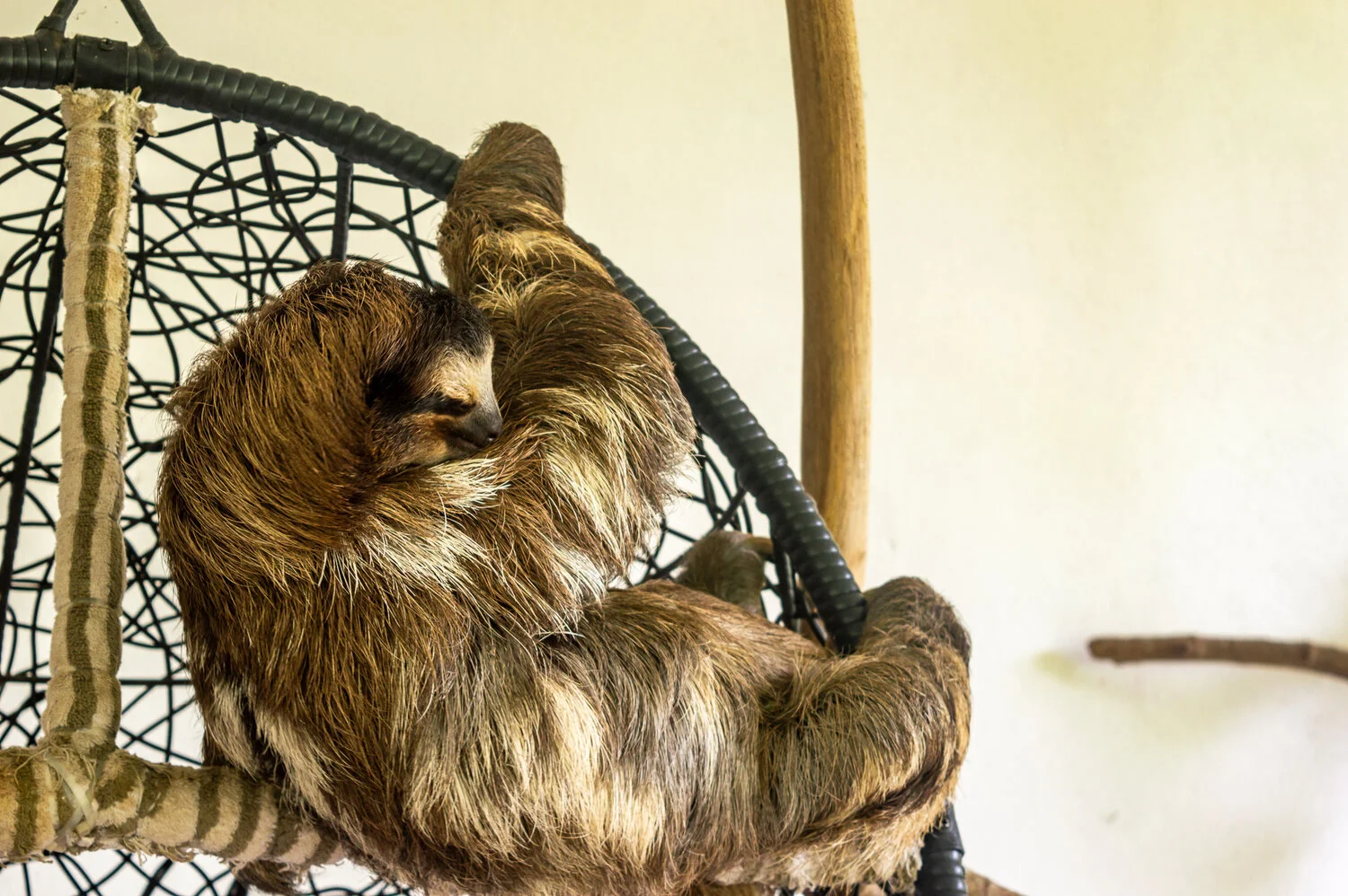 Buttercup at the Sloth Sanctuary