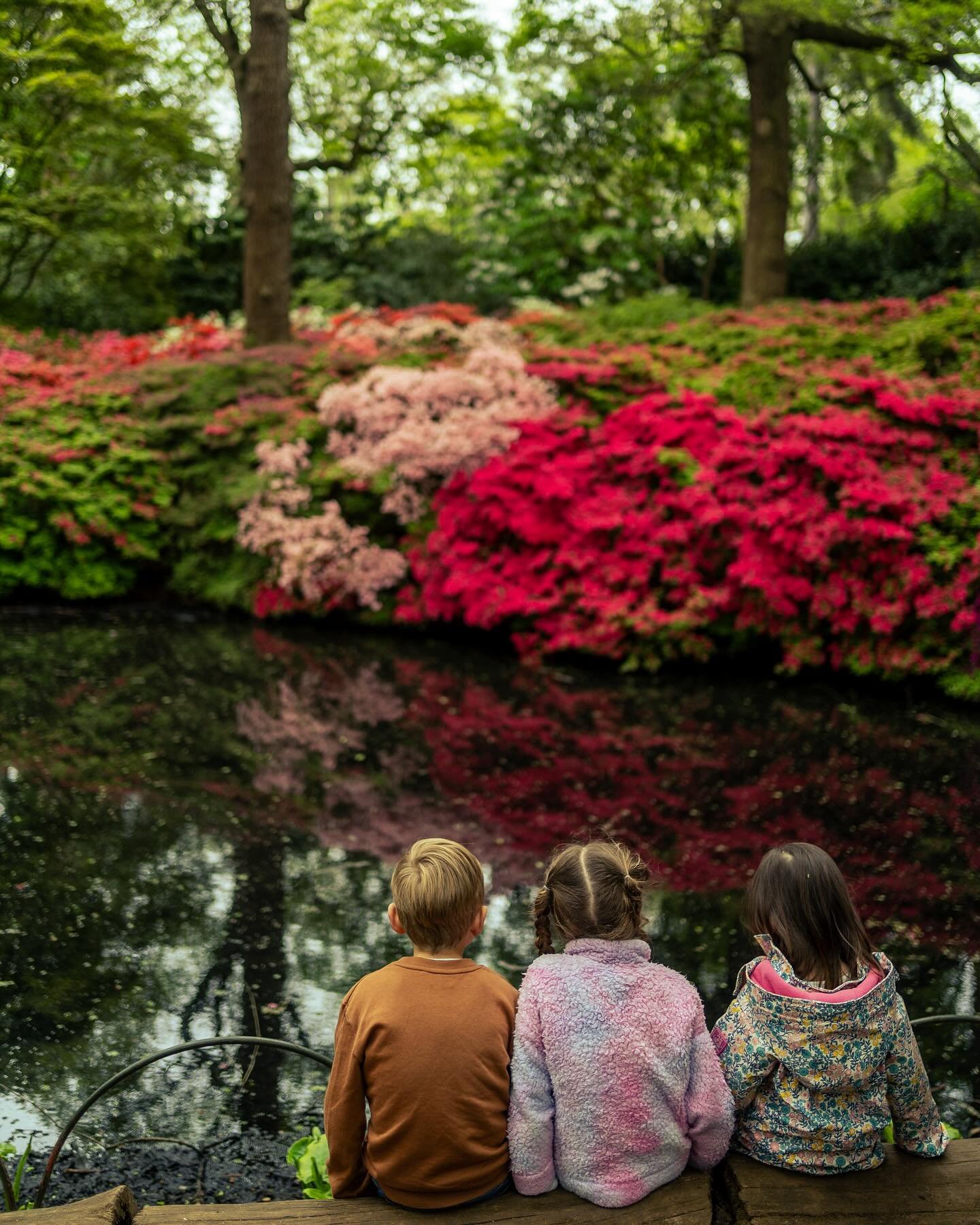 Inside Richmond Park, you will find Isabella Plantation, a woodland garden, which looks absolutely beautiful when the azaleas are in full bloom.
These were taken last year in May, but I believe now it is a good time to visit as they are blooming earl