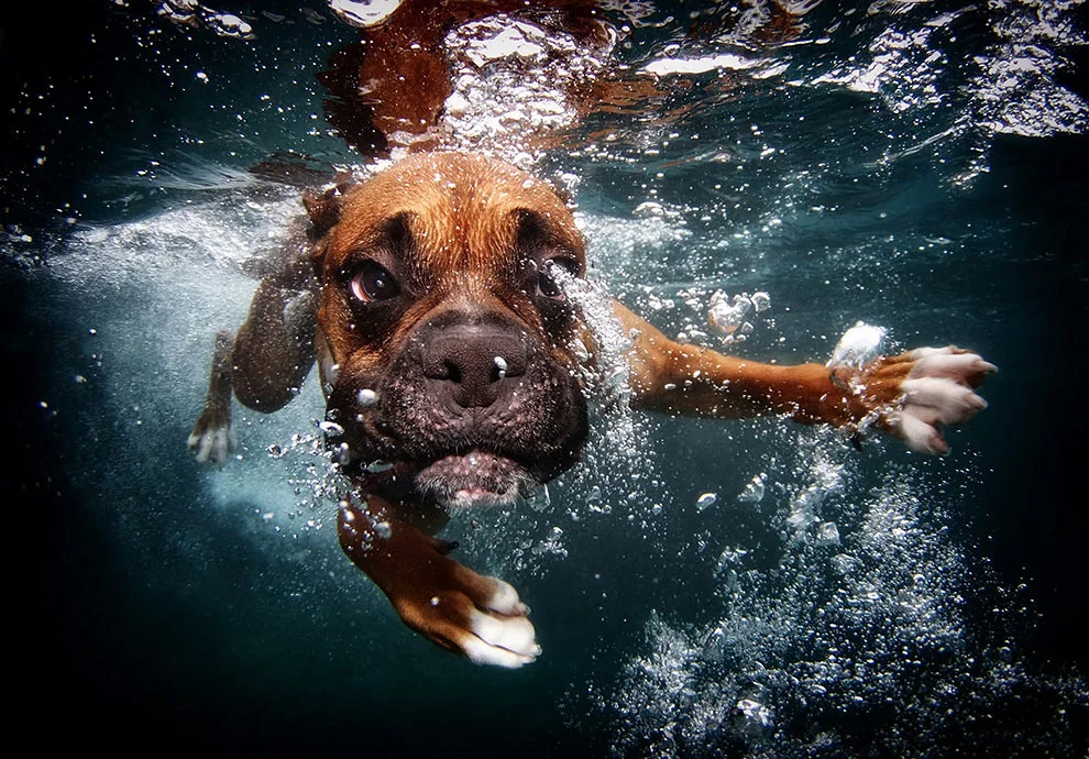 UNDERWATER DOGS