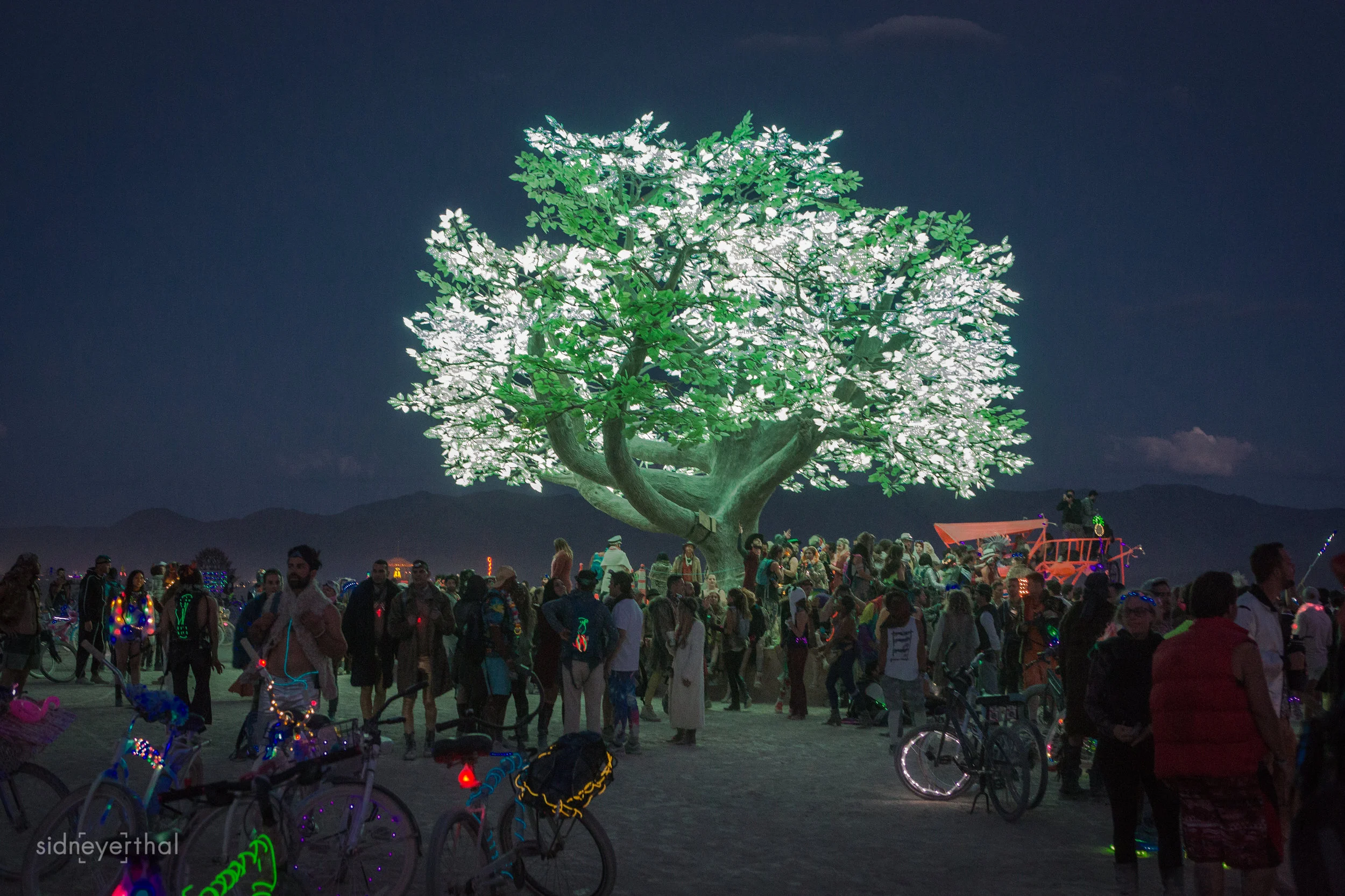 TreeofTenere Sidney Erthal.jpg