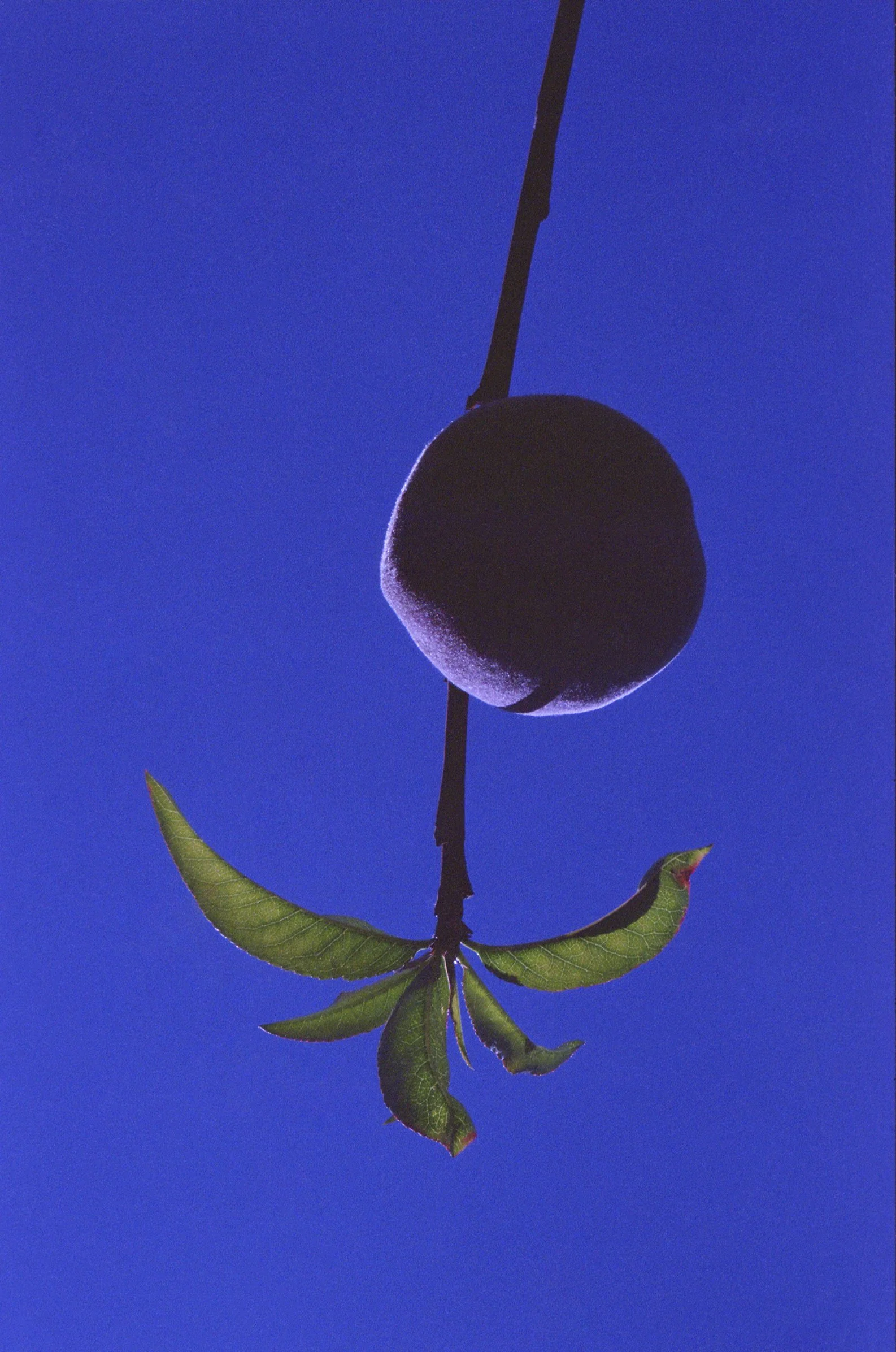 12_durazno.jpg